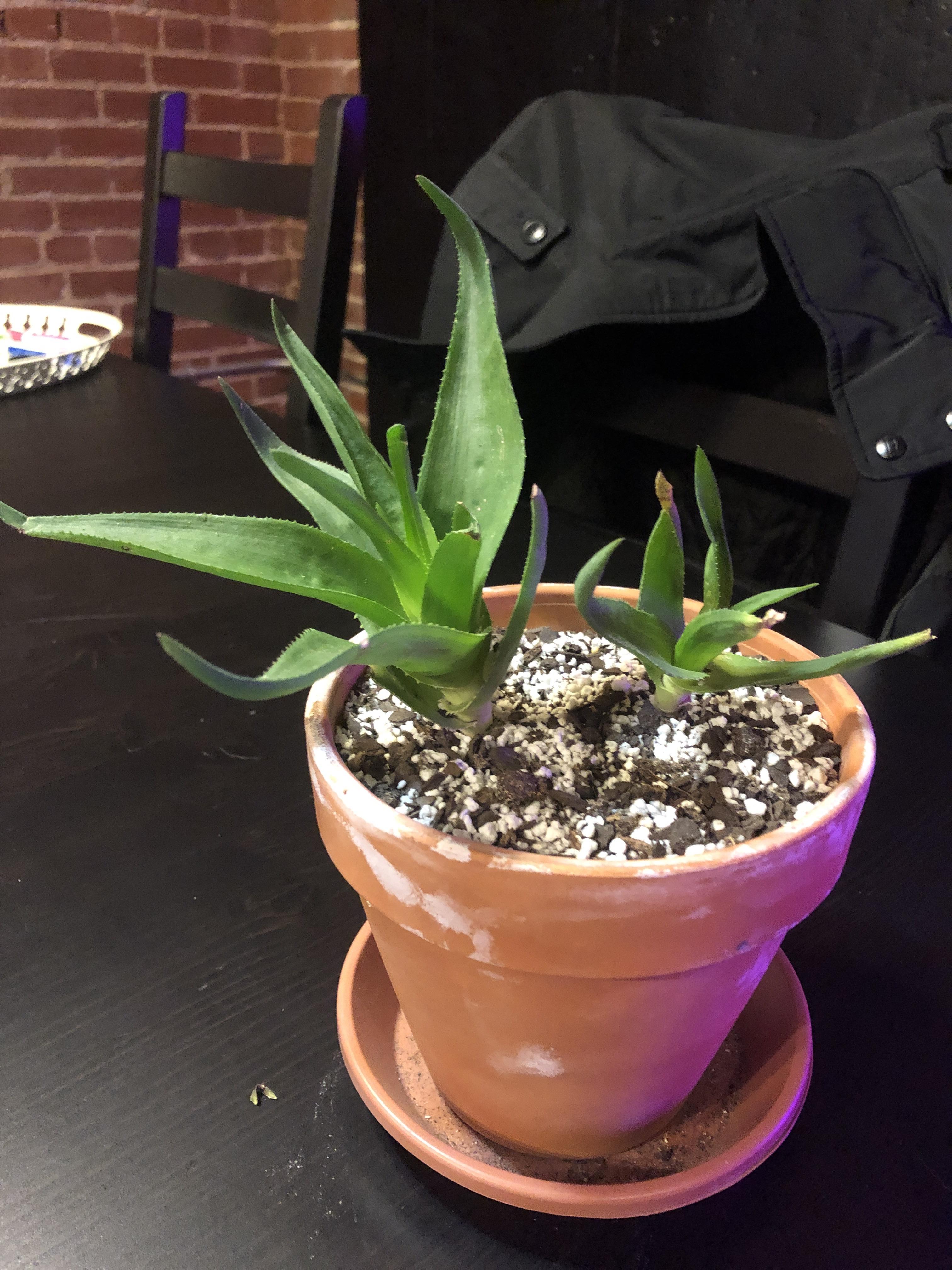 Climbing aloe may be overwatered? Leaves feel full of