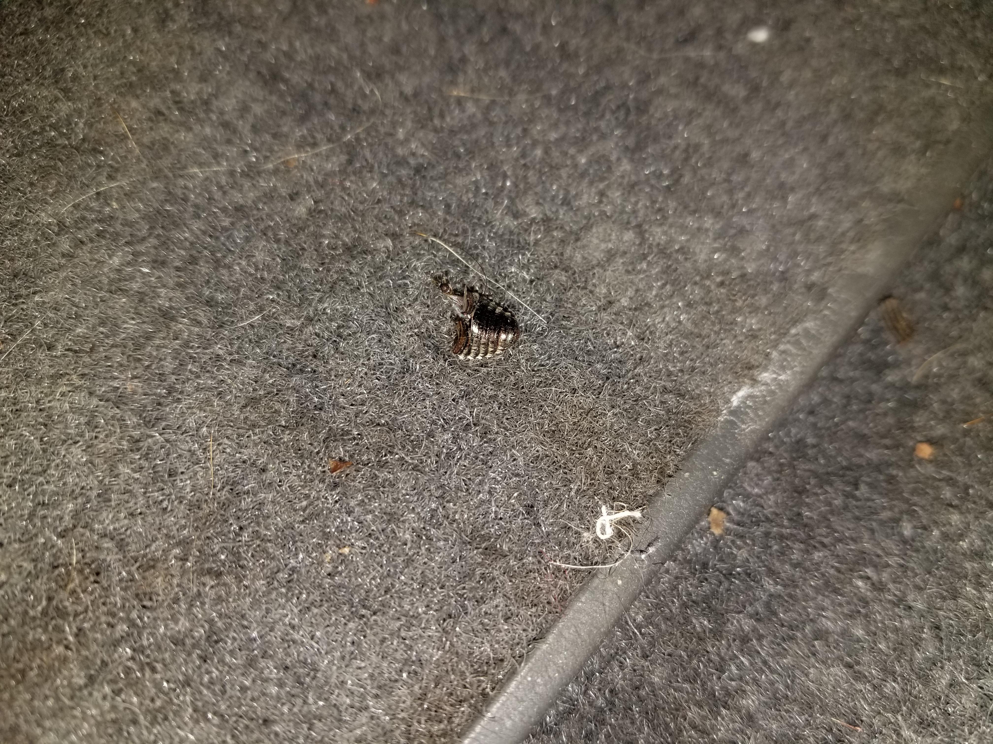 Can I Have Bed Bugs In My Car on Sale