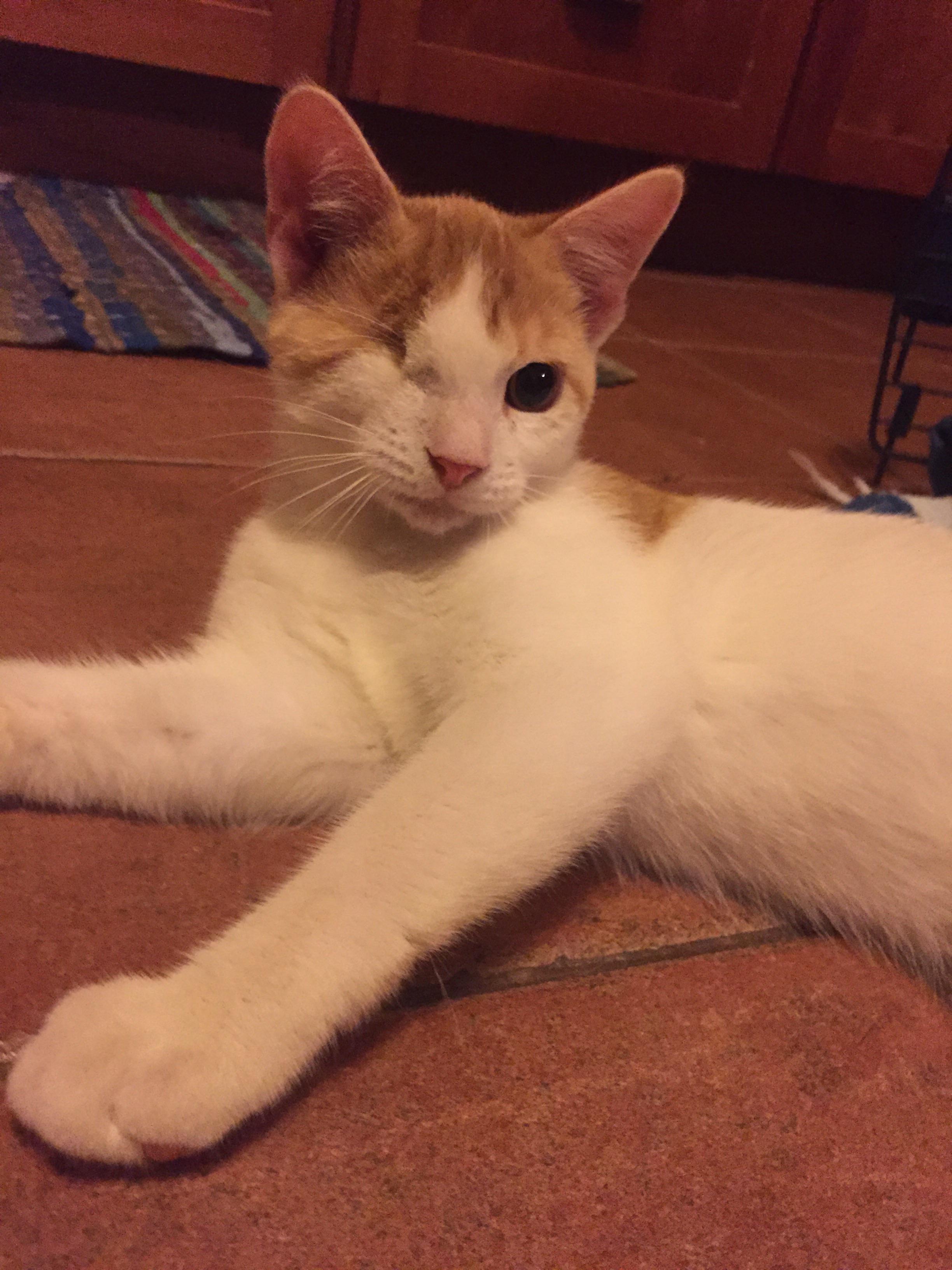 My boy Ollie is a little bit different from most cats, but I think he’s