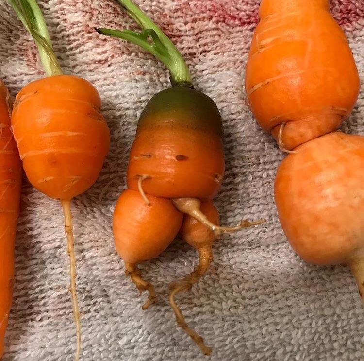 This sub might appreciate some of the weird shaped carrots I had last