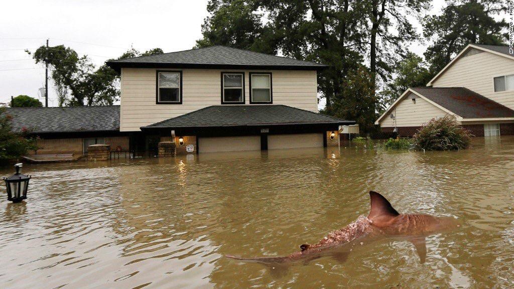 Shark scene in Galveston Texas after Hurricane Harvey r/hurricane