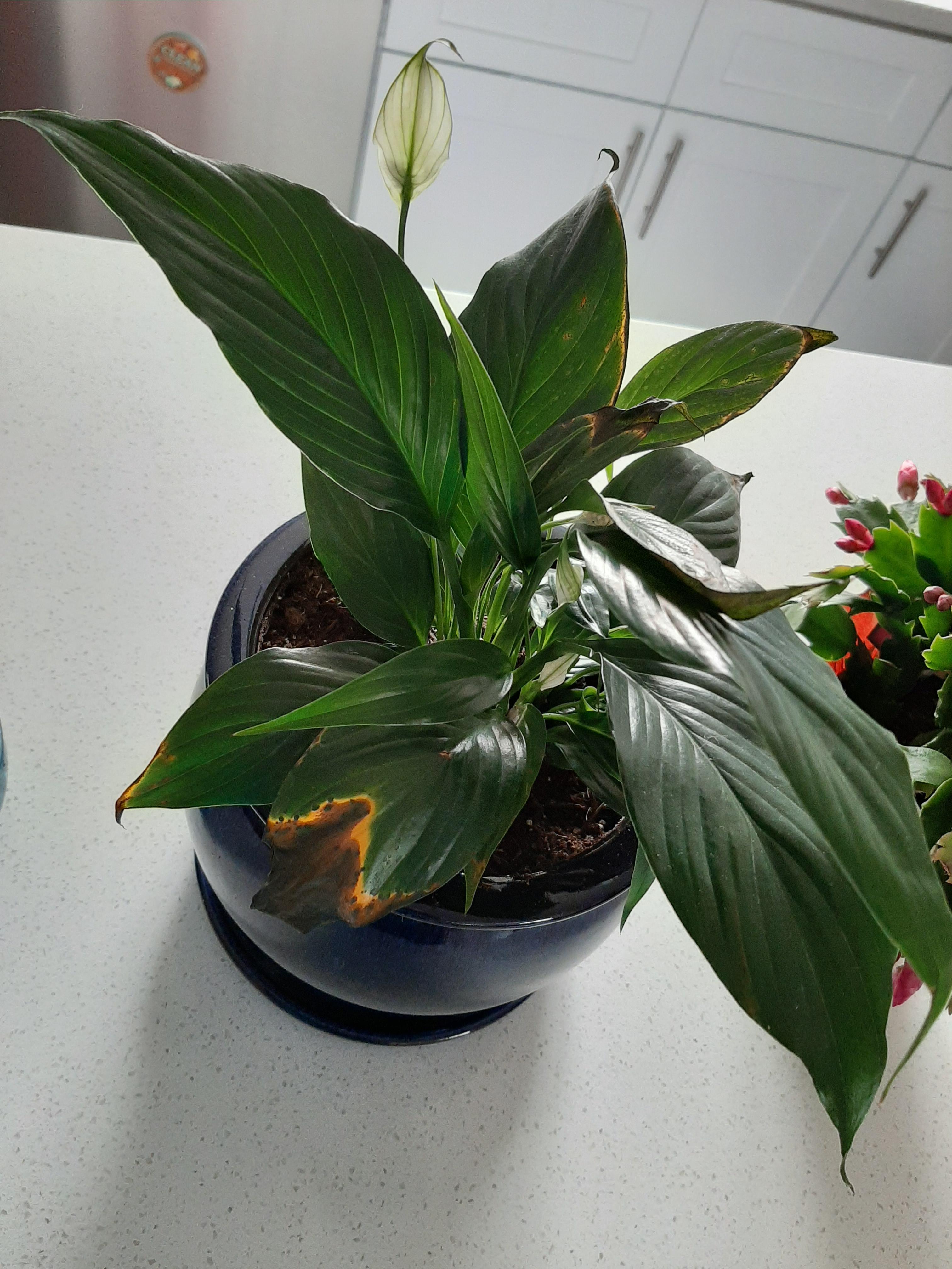 Help! Why is my peace lily dying? What can I do to remedy this? r