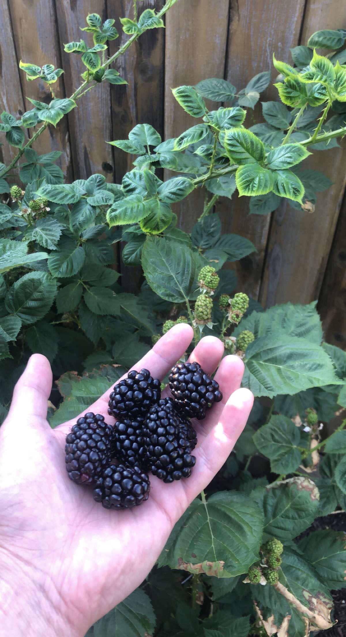 Kiowa blackberries gardening