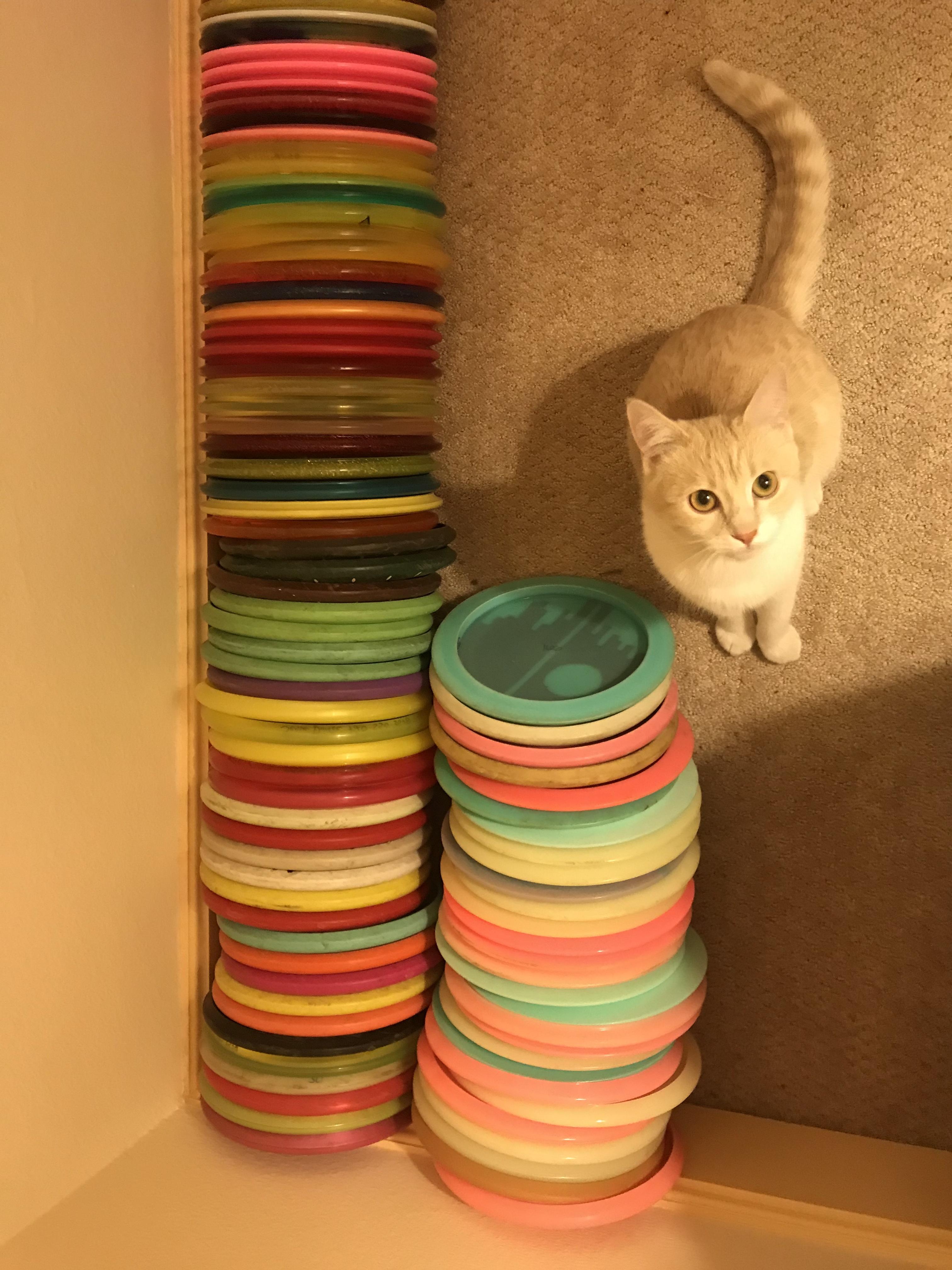 Seeking discgolfthemed name ideas for a female cat I found on course