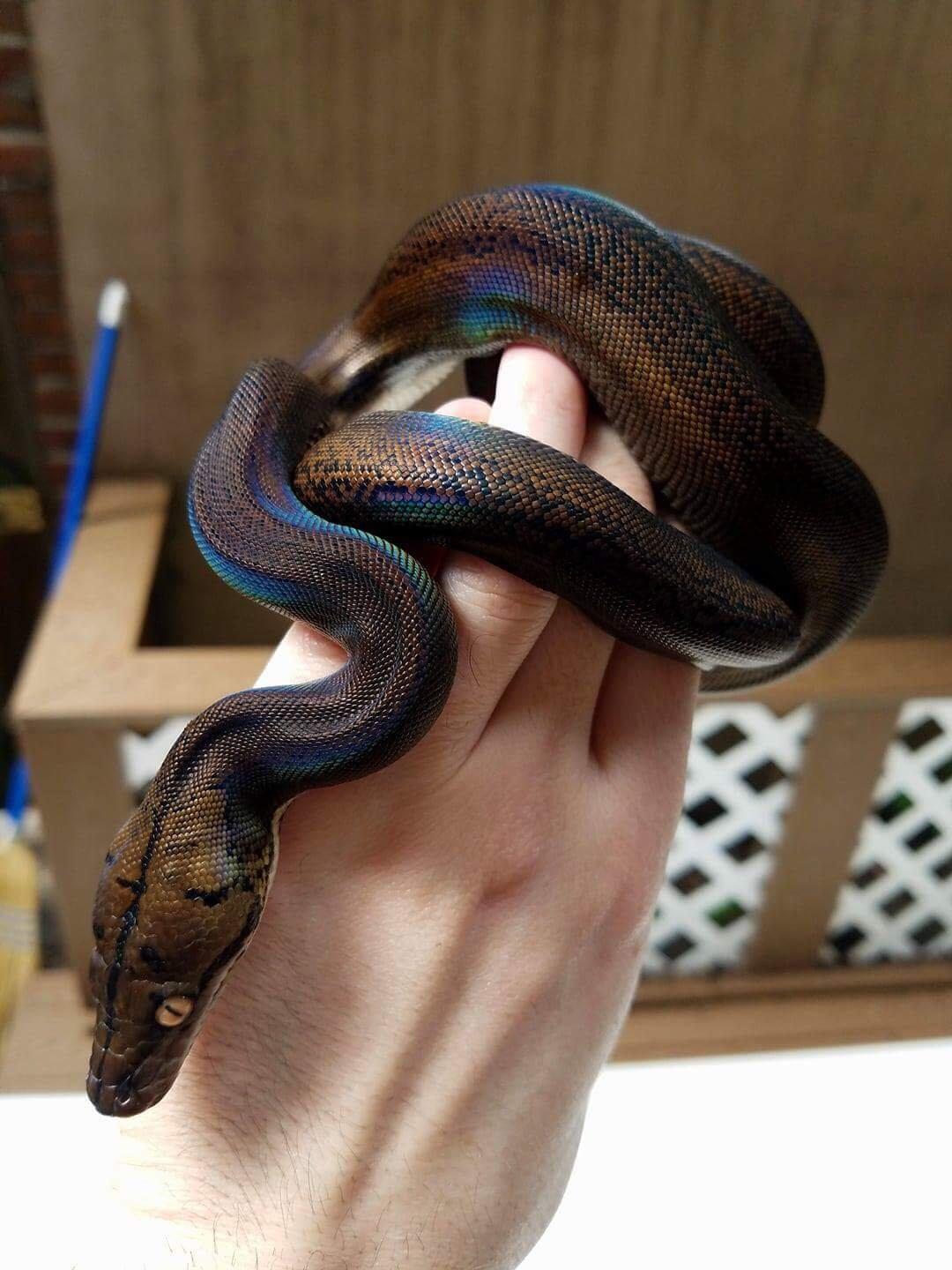 Golden Child Reticulated Pythons are 🔥🔥🔥 r/NatureIsFuckingLit