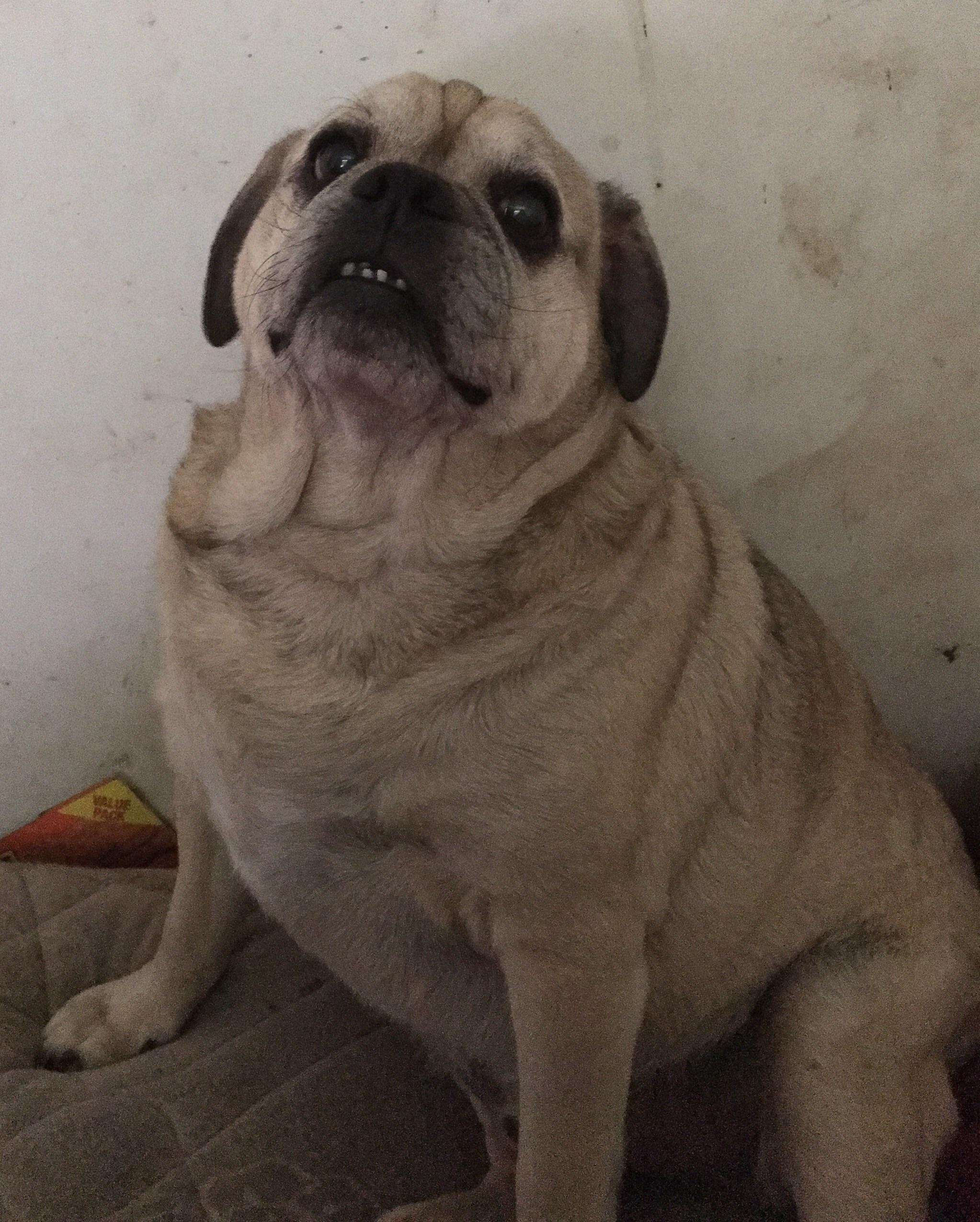 Shar Pei Pug Mix petfinder