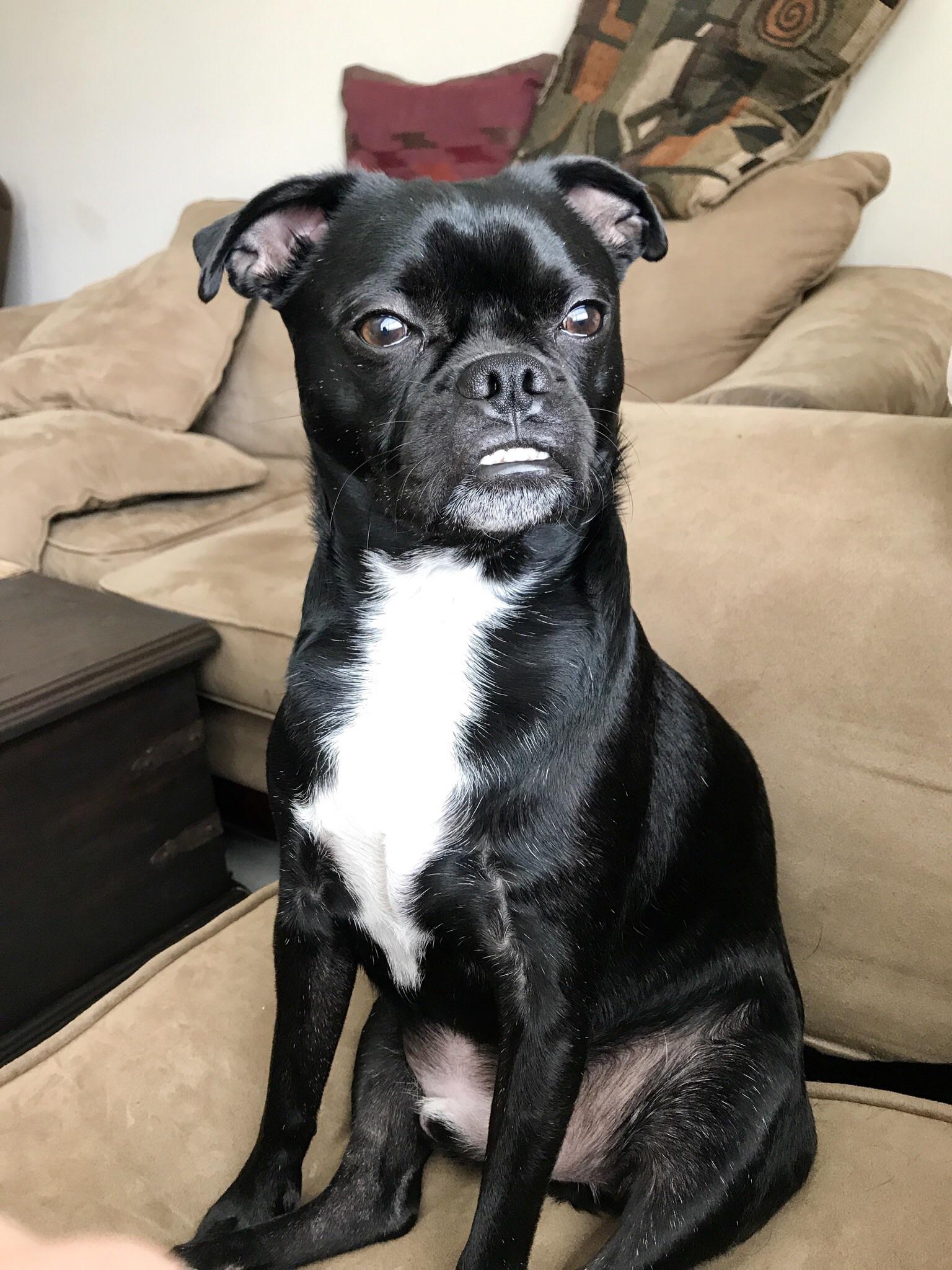 Pug/Boston Terrier r/pugs