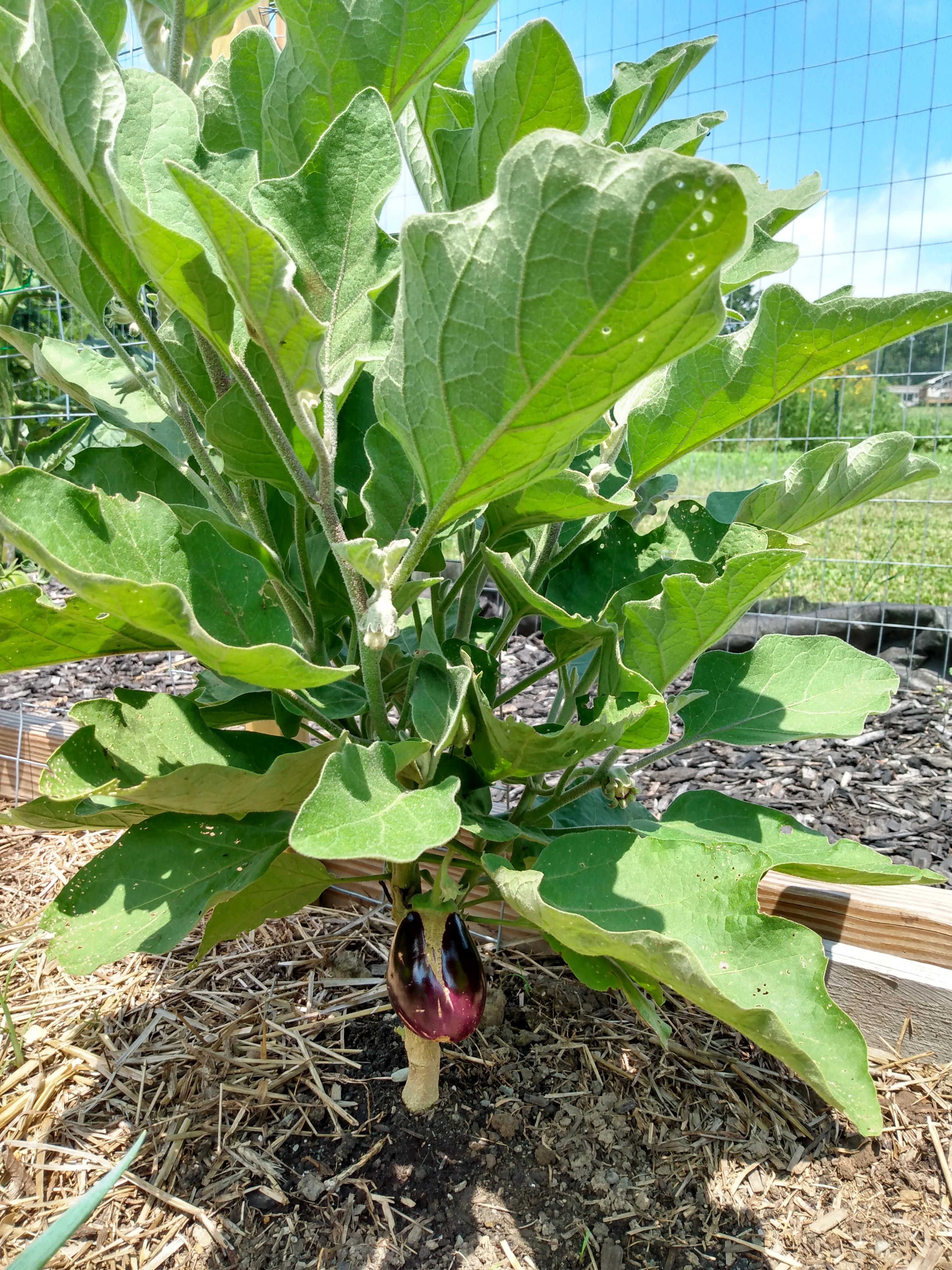 The first eggplant 🍆 in my zone 5 garden. Grow the food you love and it will motivate you to get