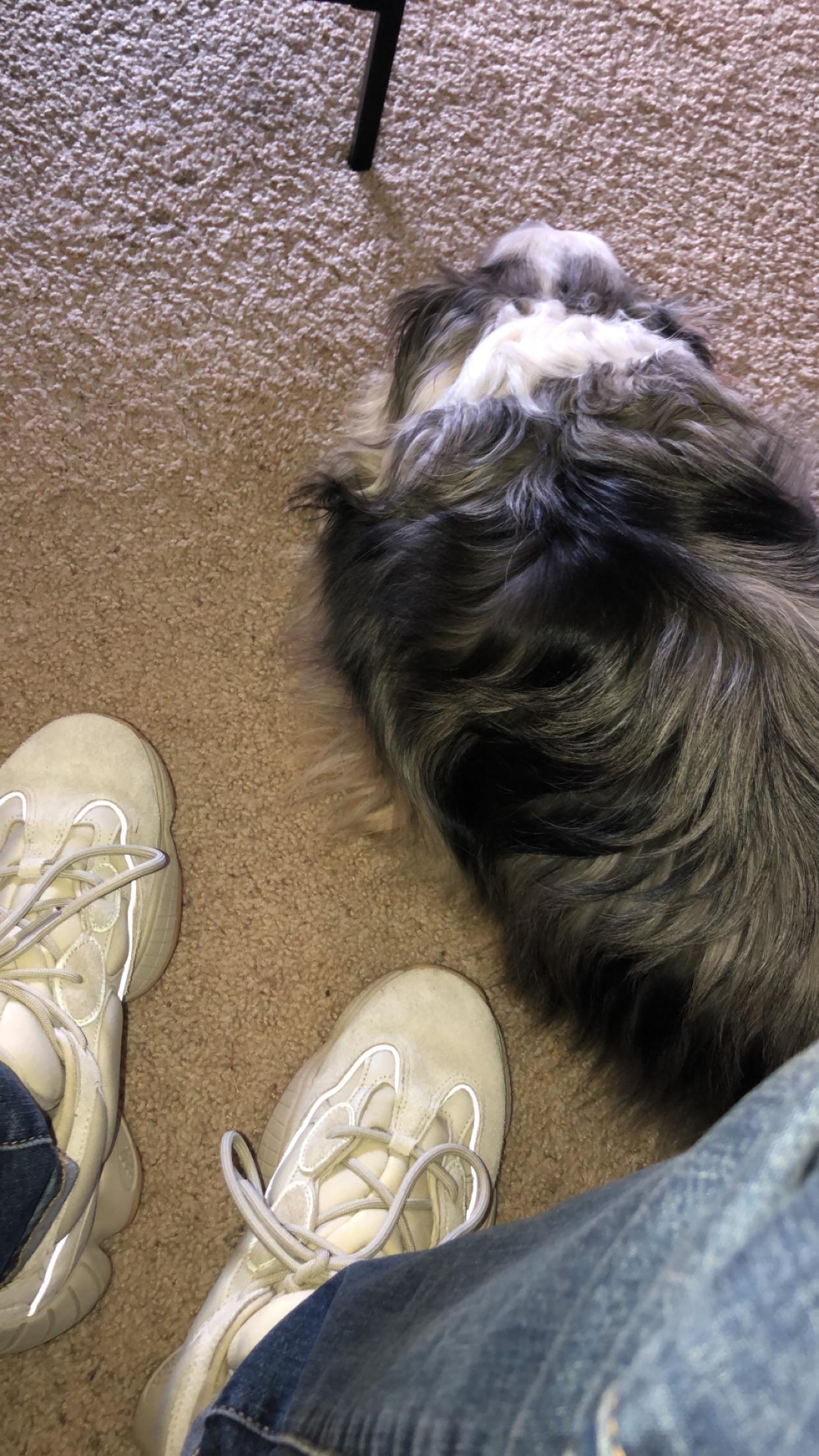 Wish they made Yeezys for dogs r/yeezys