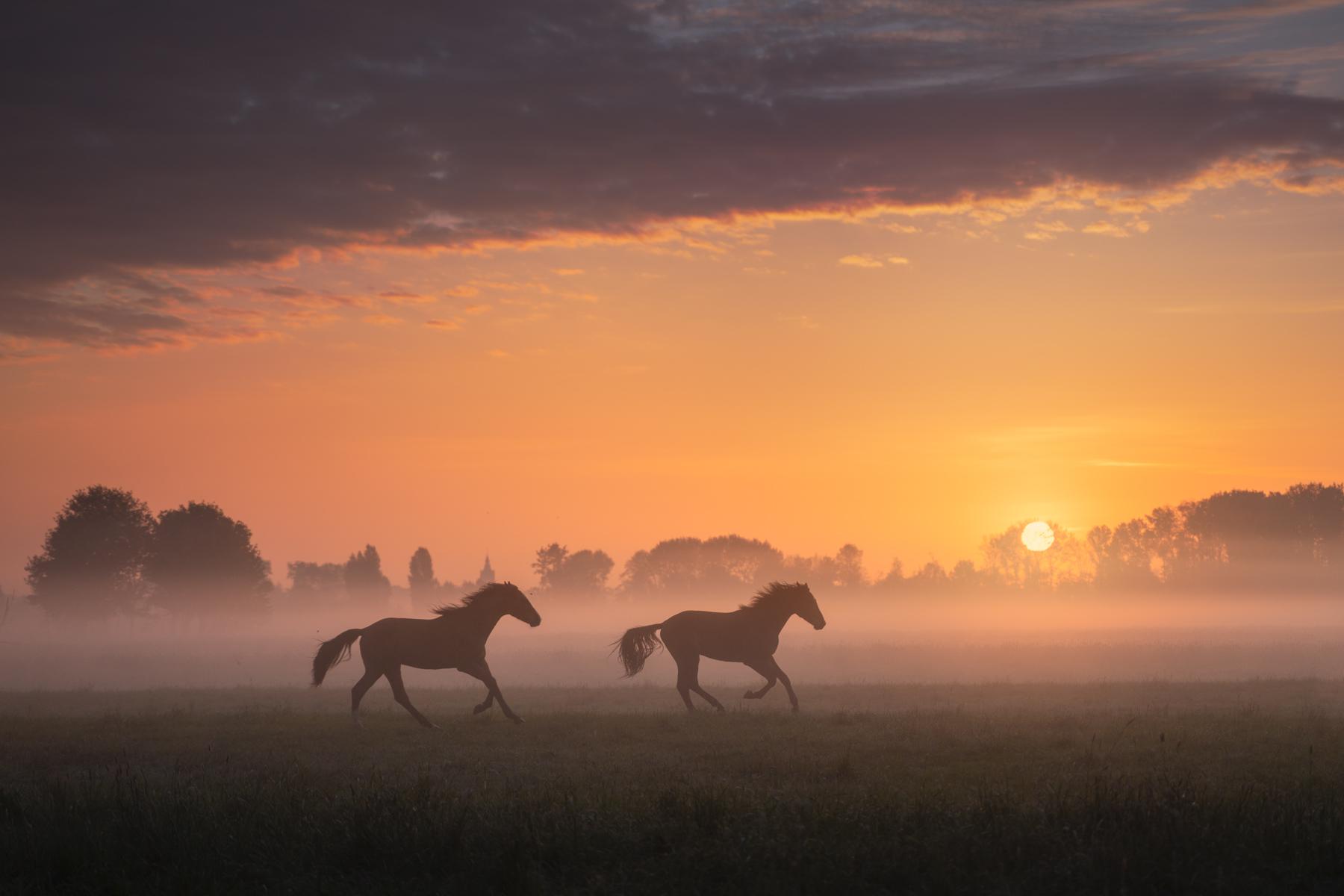 Running horses during sunrise r/pics