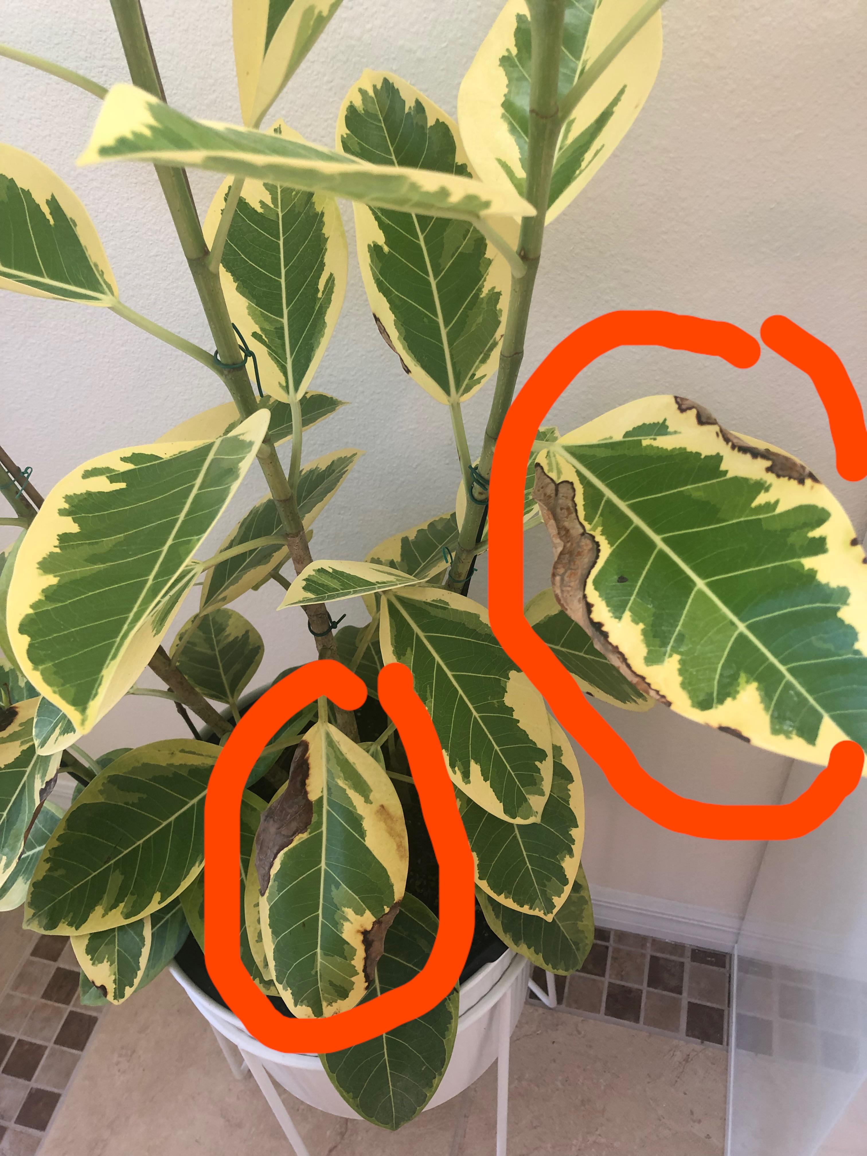 What is causing some of the leaves to have brown edges and what can I