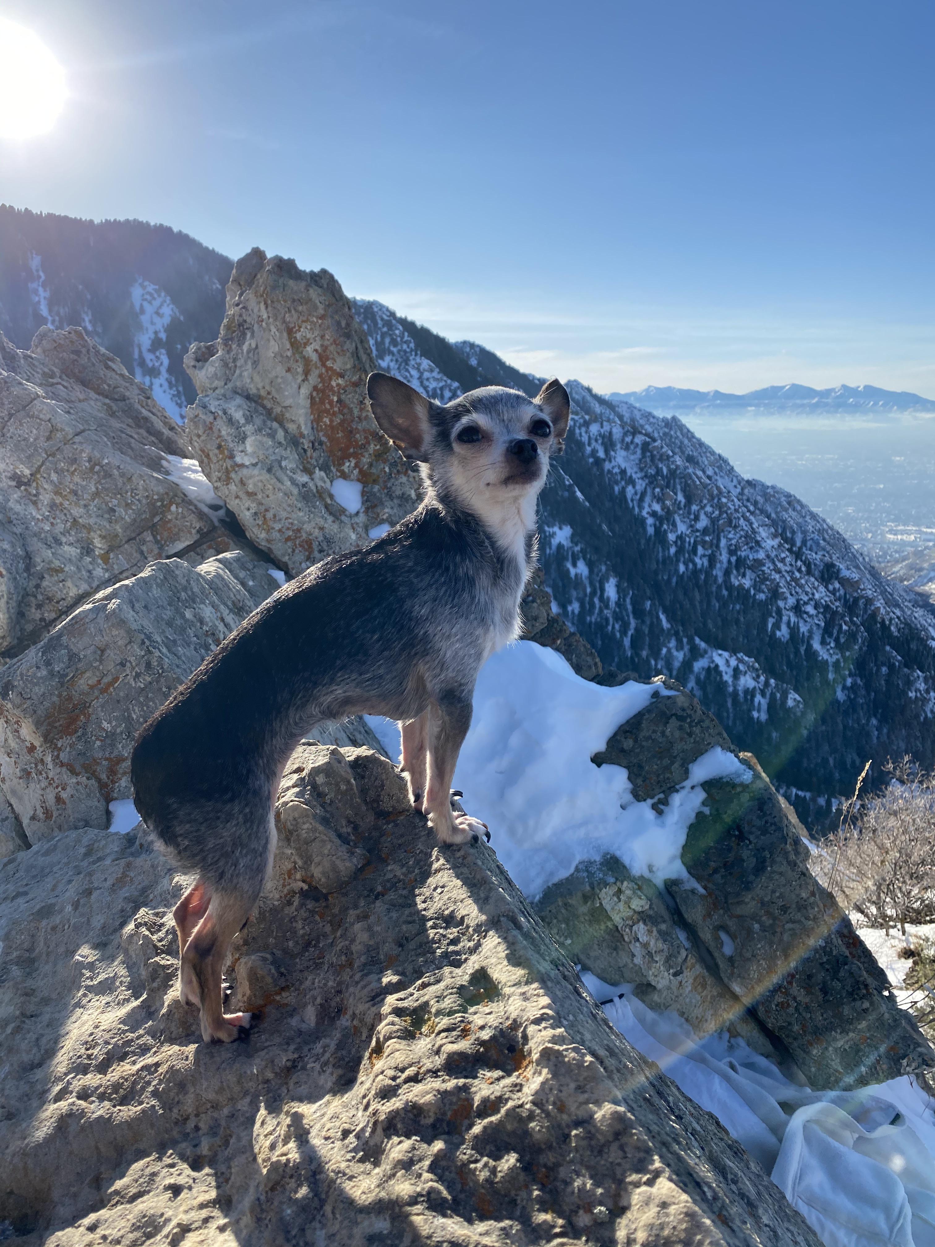 Chihuahuas are probably the most majestic dog breed… Don’t believe me, check out Coco! r