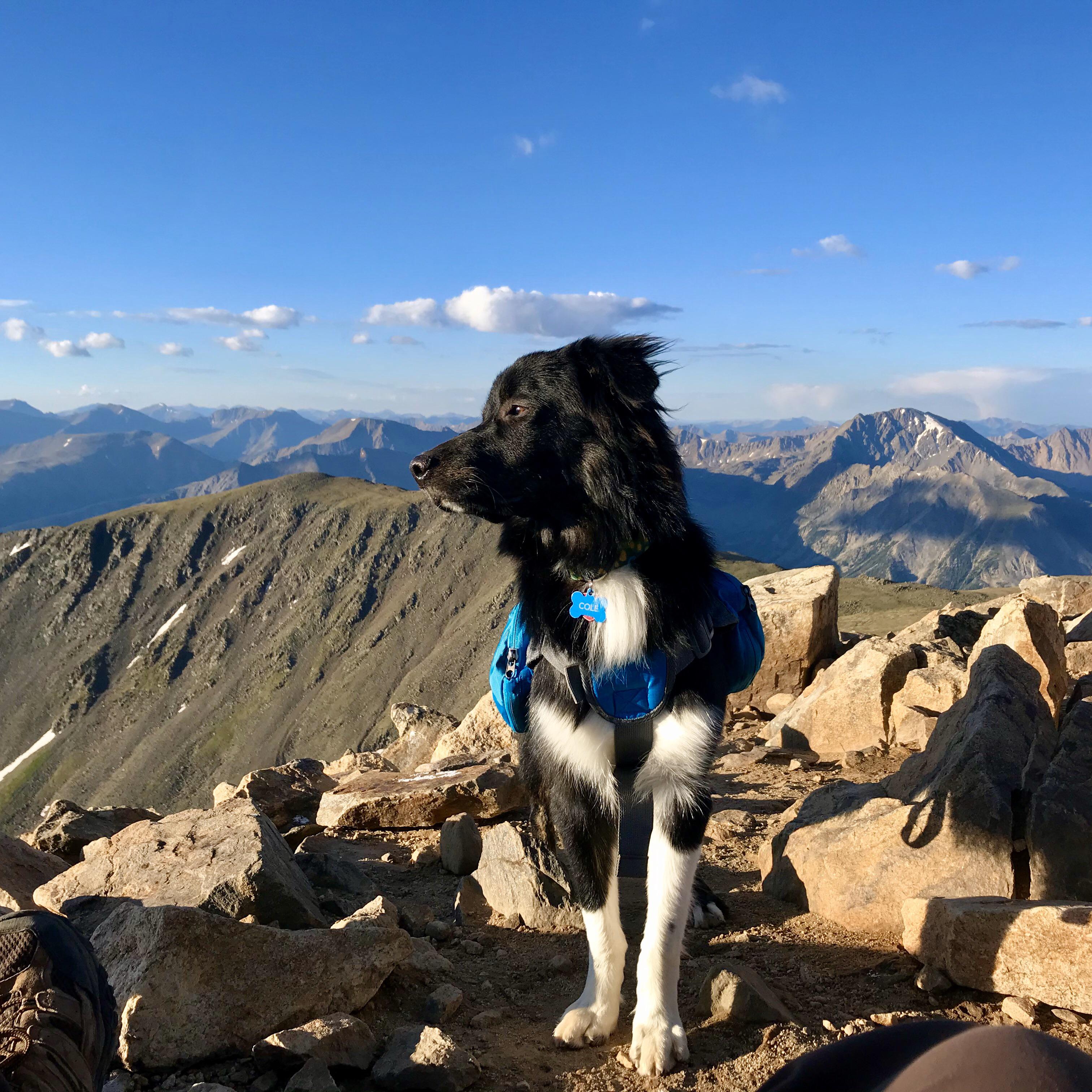 Best hiking buddy I’ve ever had. My 8 month old Aussie, Cole Trickle