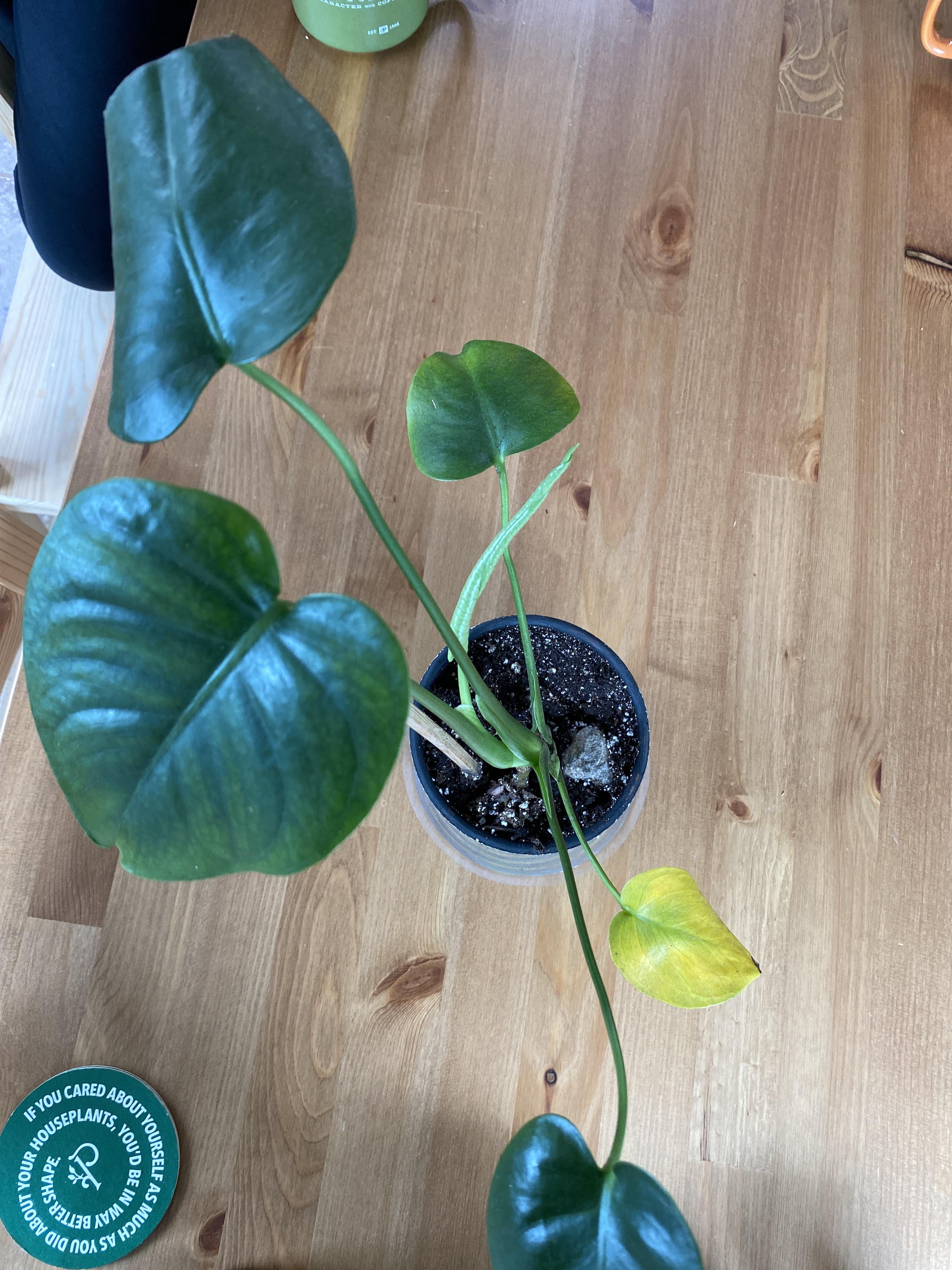 What can I do about these yellowing leaves on my monstera/why is it