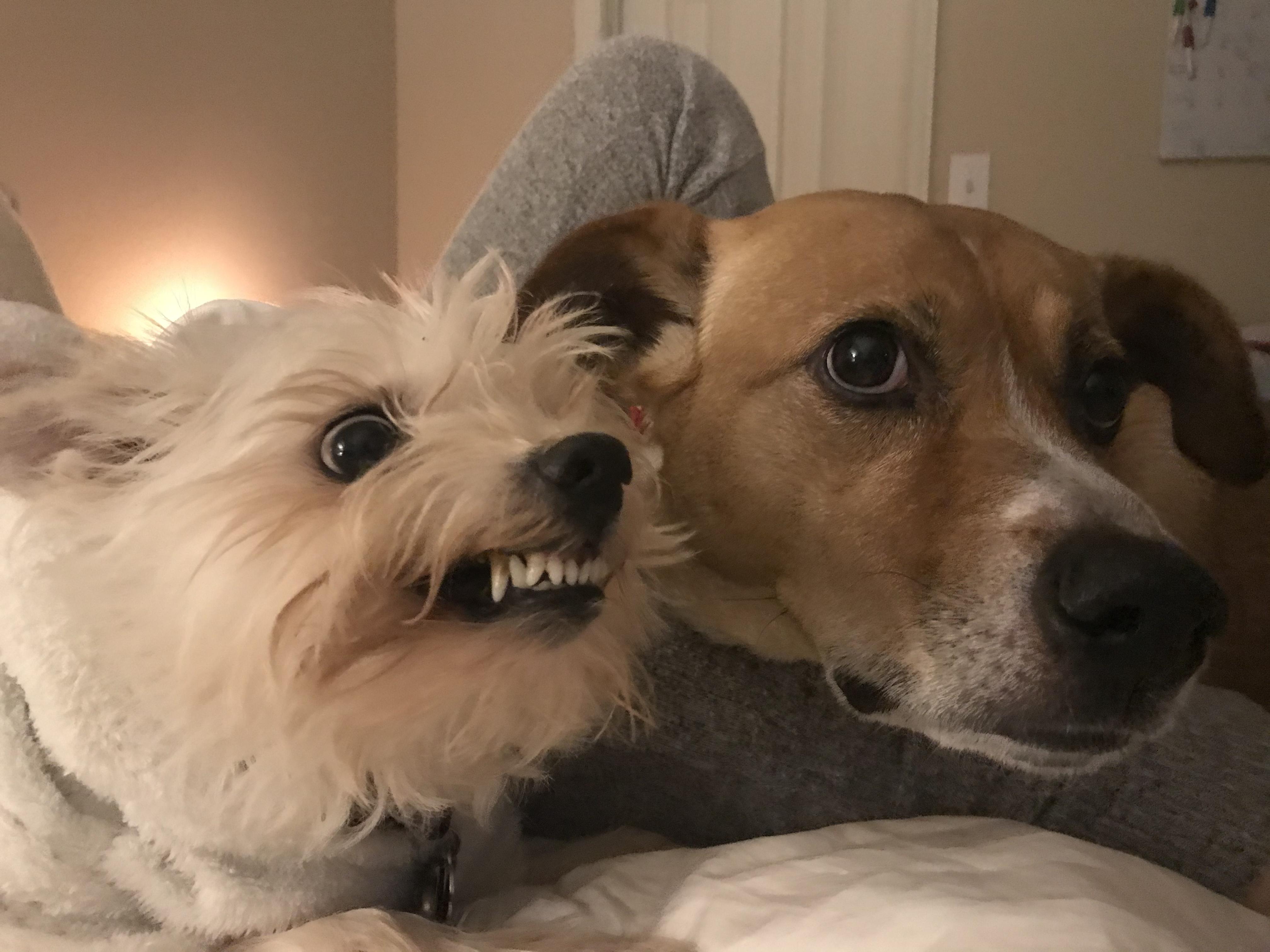 My two dogs have very different temperaments funny