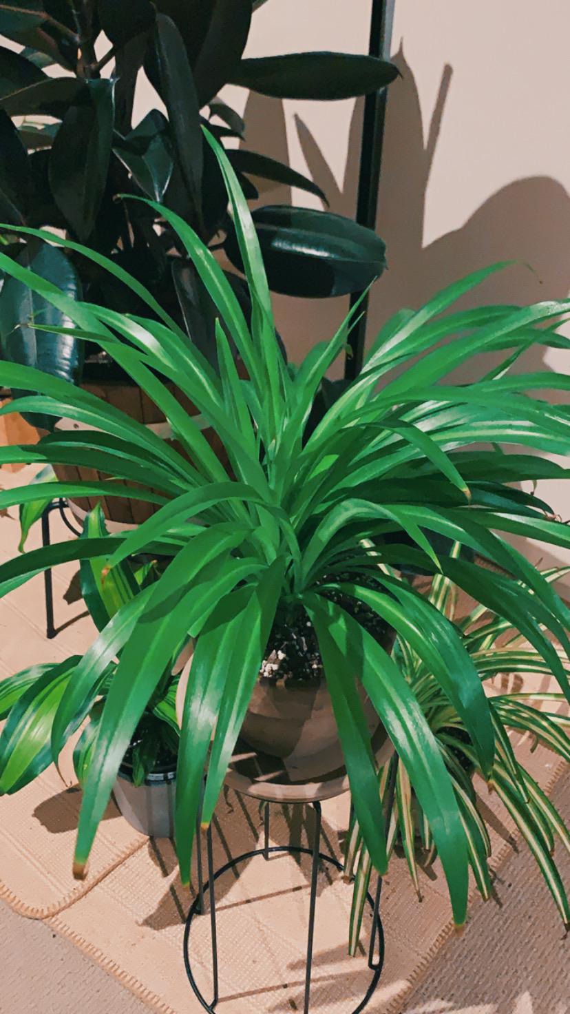 23+ Non Variegated Spider Plant AlyssAlichia