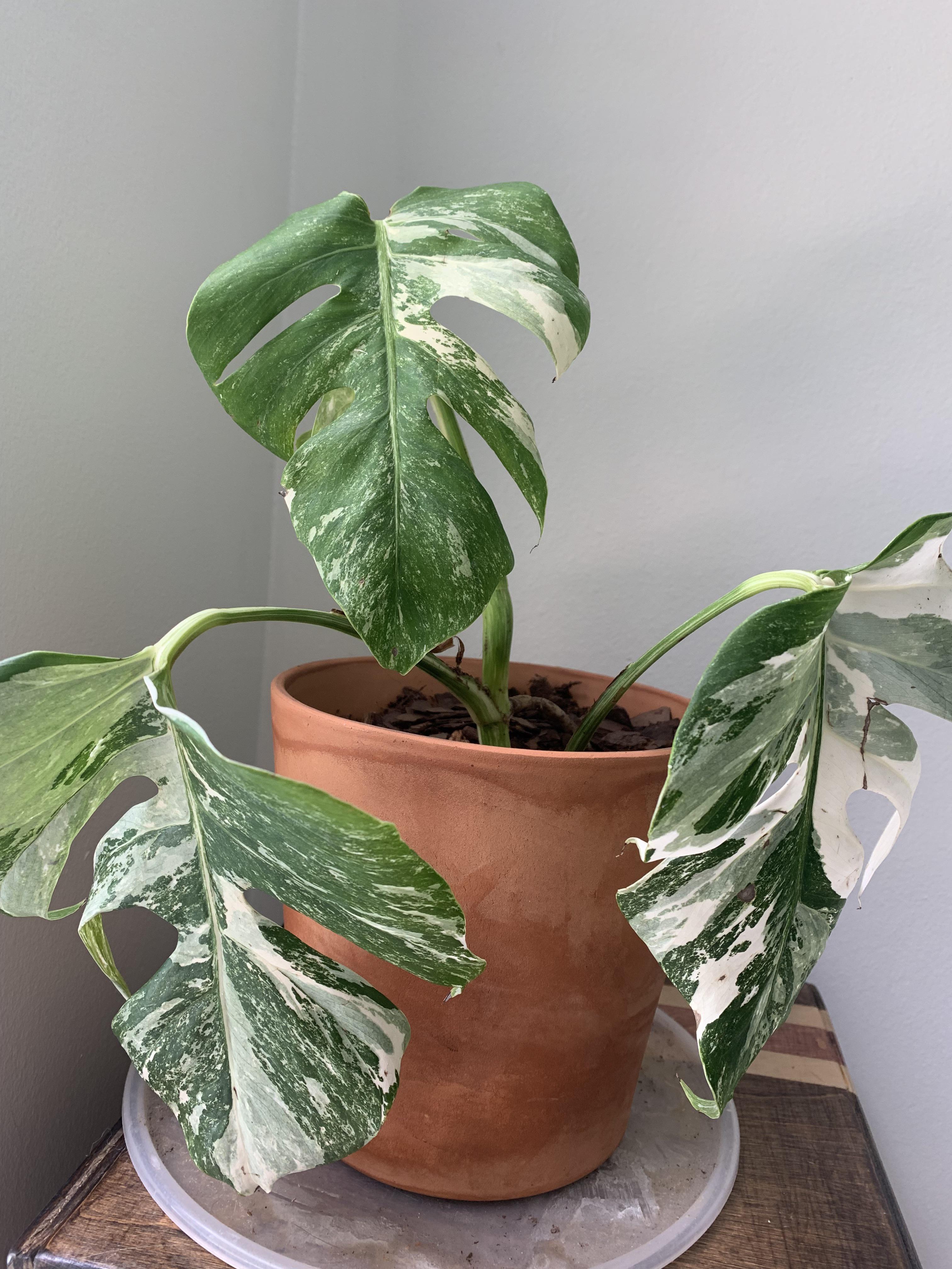 Why does it look droopy r/plantclinic