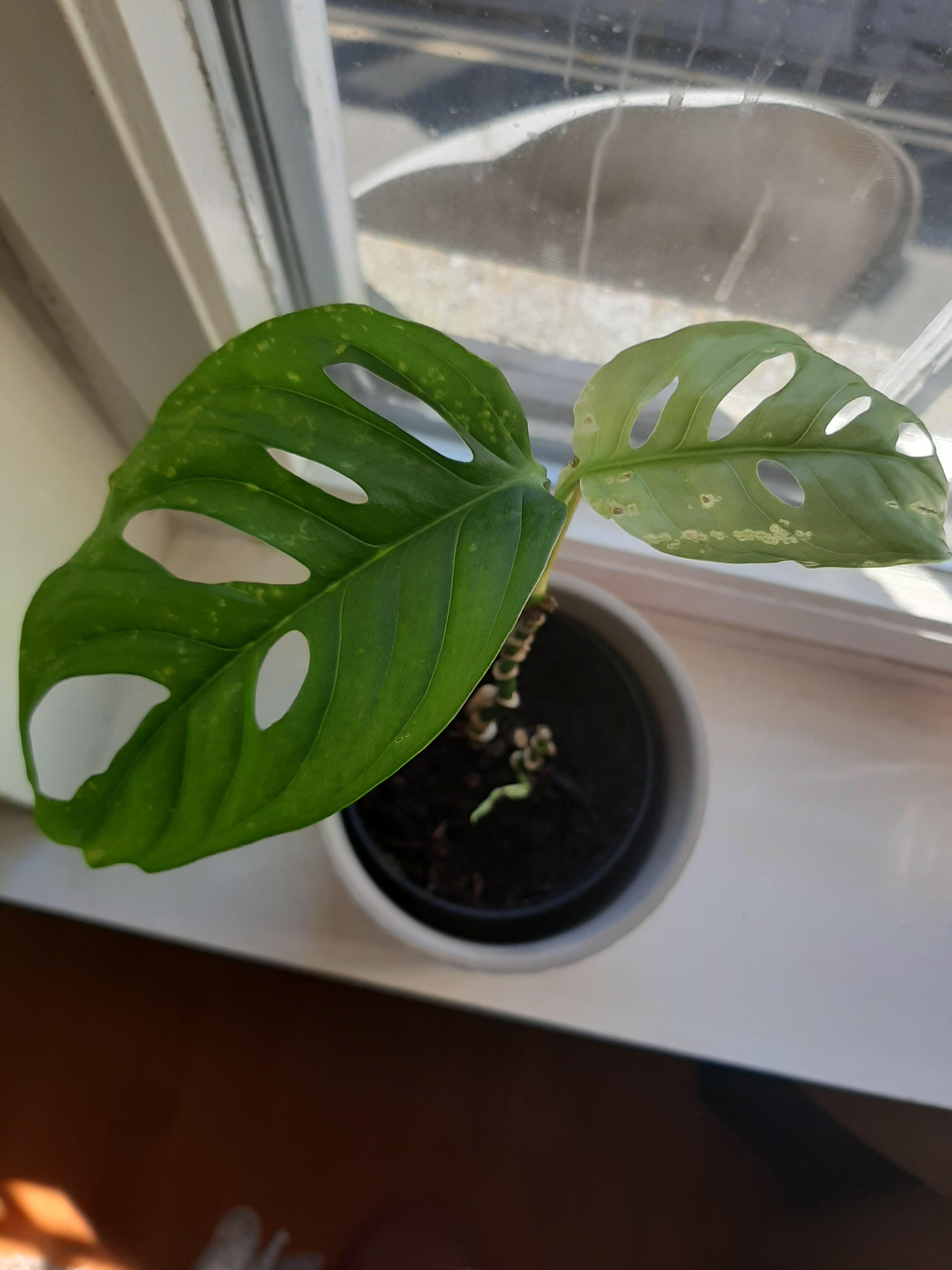 Monstera needs help r/plantclinic