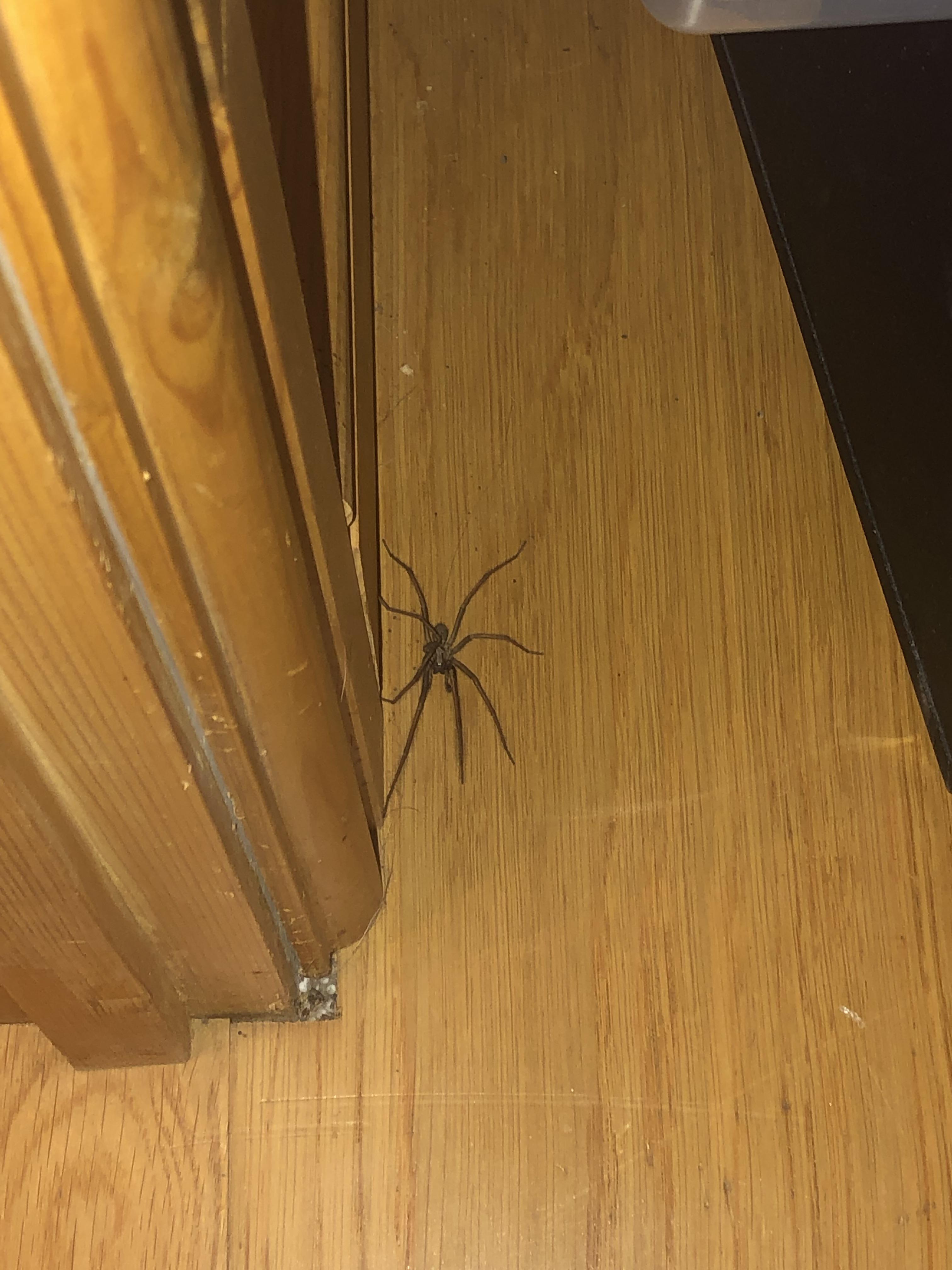 Is this a Tegenaria Parietina (Cardinal Spider)? Around 3 1/2” in total