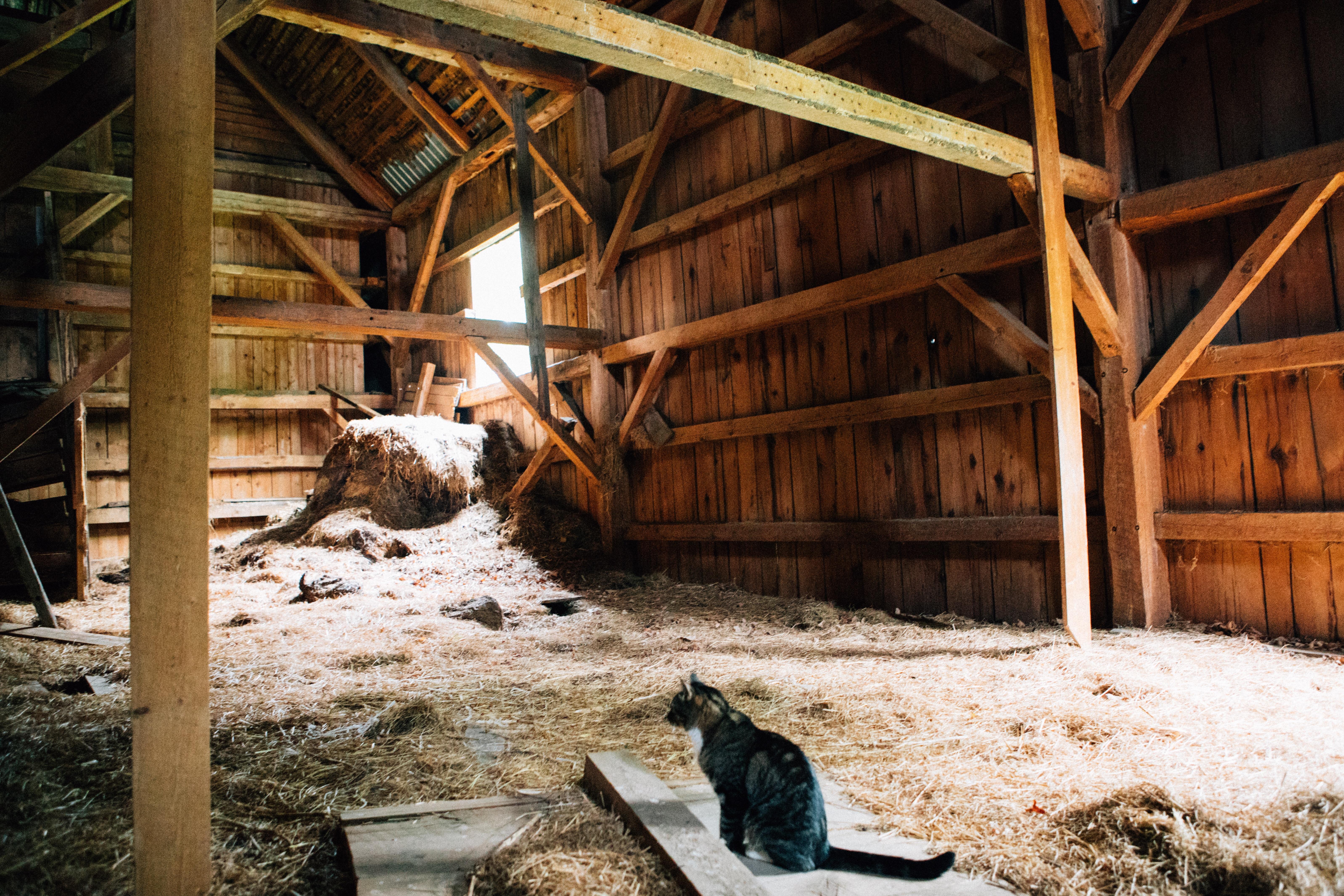 Our barn cat stands watch in the 130yearold barn. He averages 4 mice