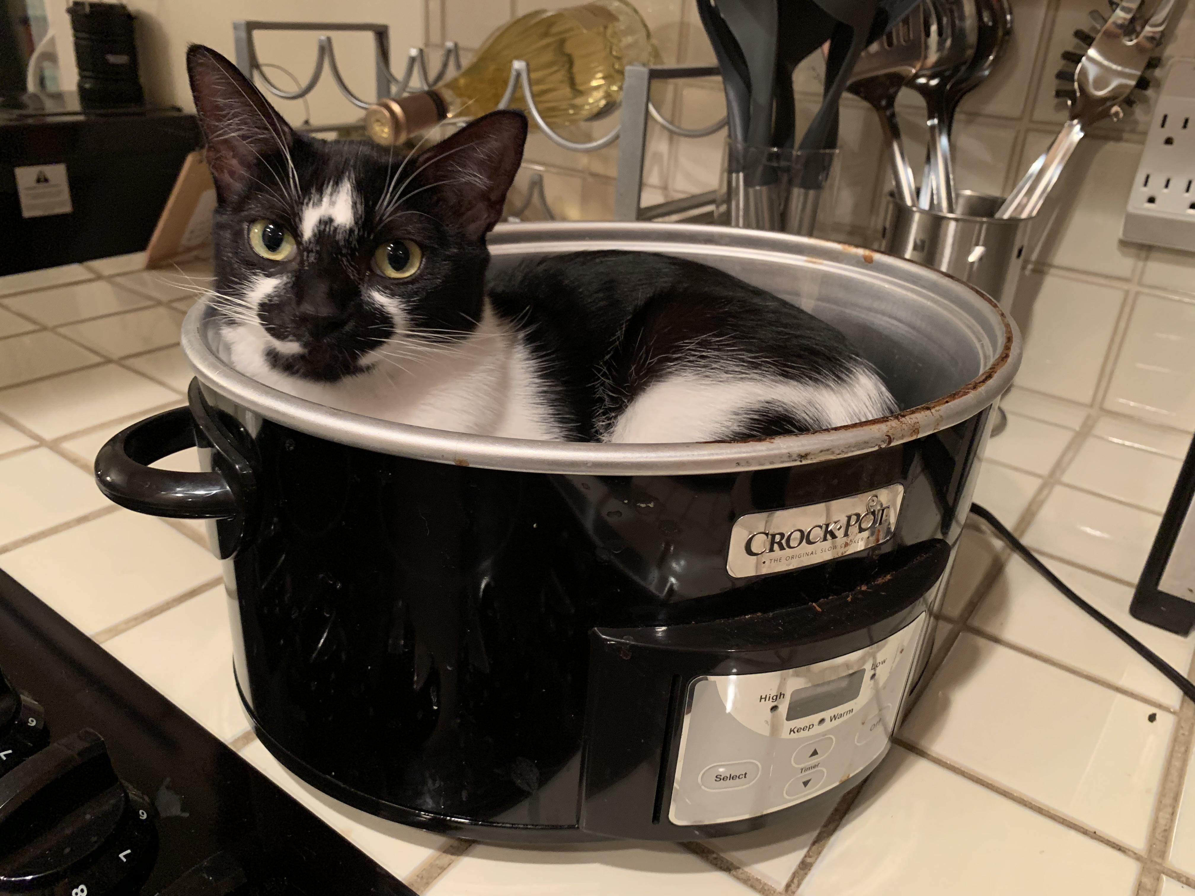 Raindrops, drop tops, cookin’ up cats in the crockpot r/aww