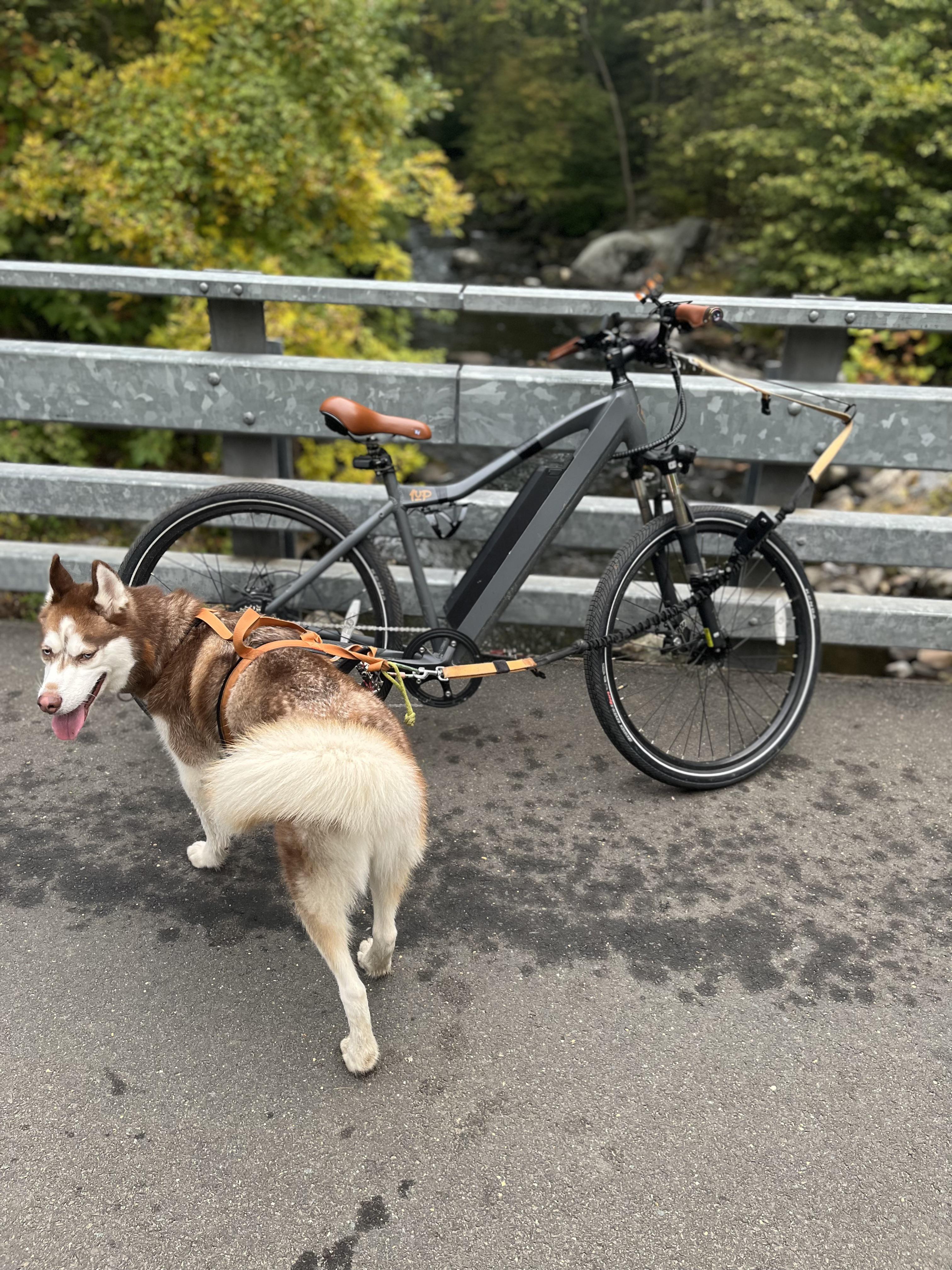 Today’s ebike,dog,bridge r/ebikes