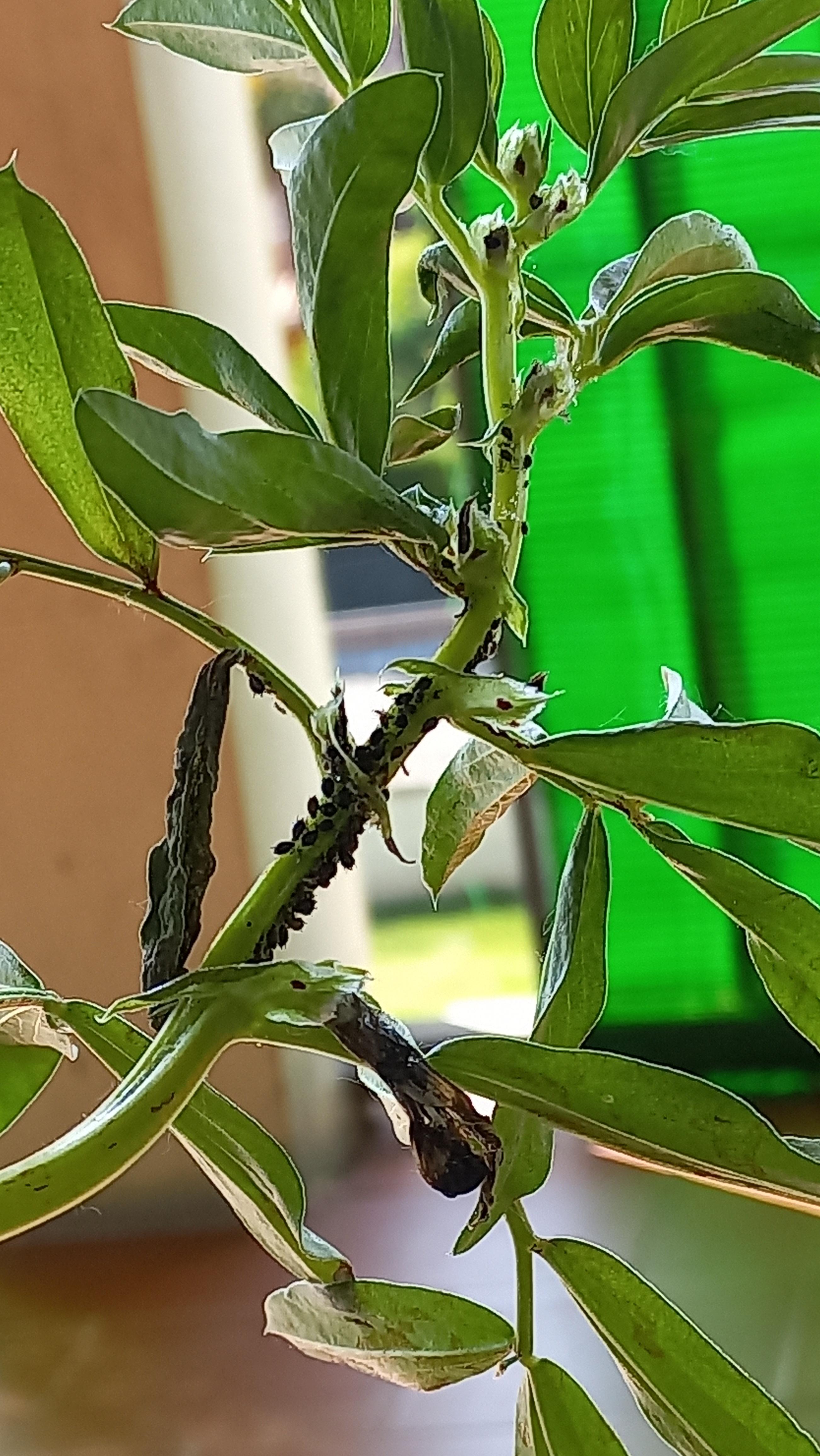What can I do to get rid of the aphids of my broad bean plant