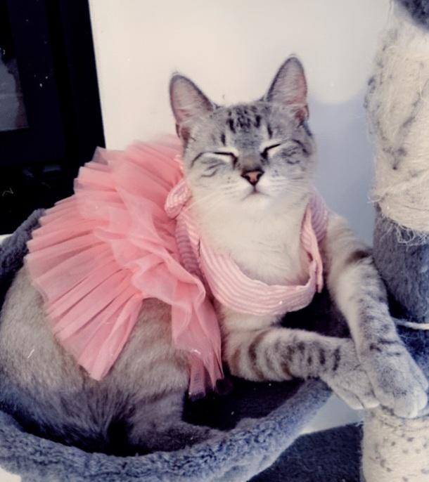 My cat smelling a pair of boots. (Her reaction is priceless) funnycats