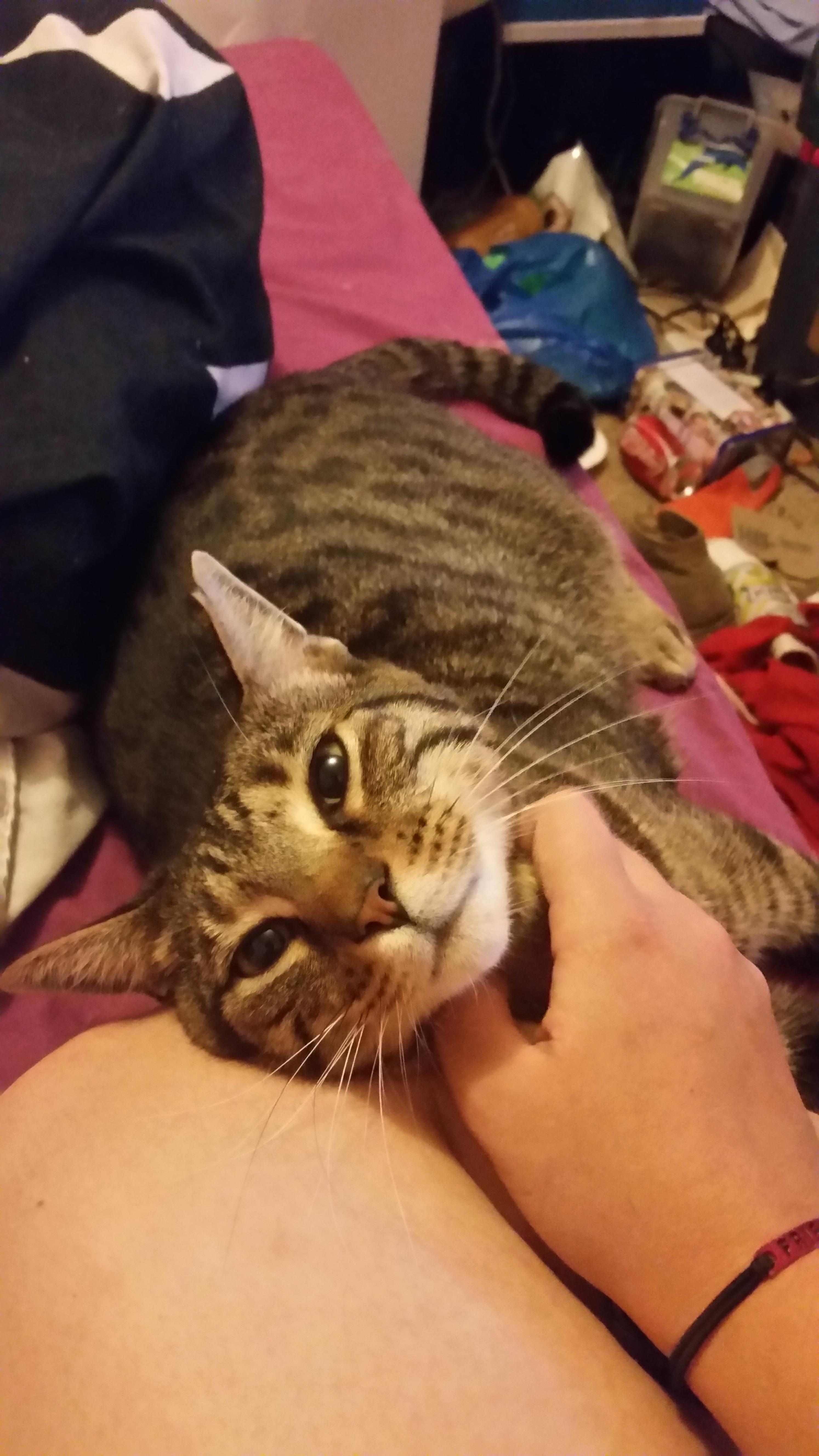 My cat is a rescue, he used to be so terrified of people that he would