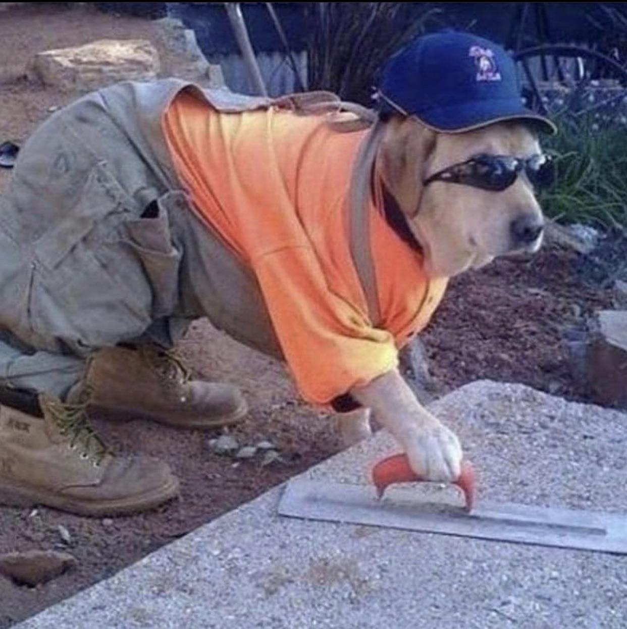 Dog construction worker r/dogswithjobs