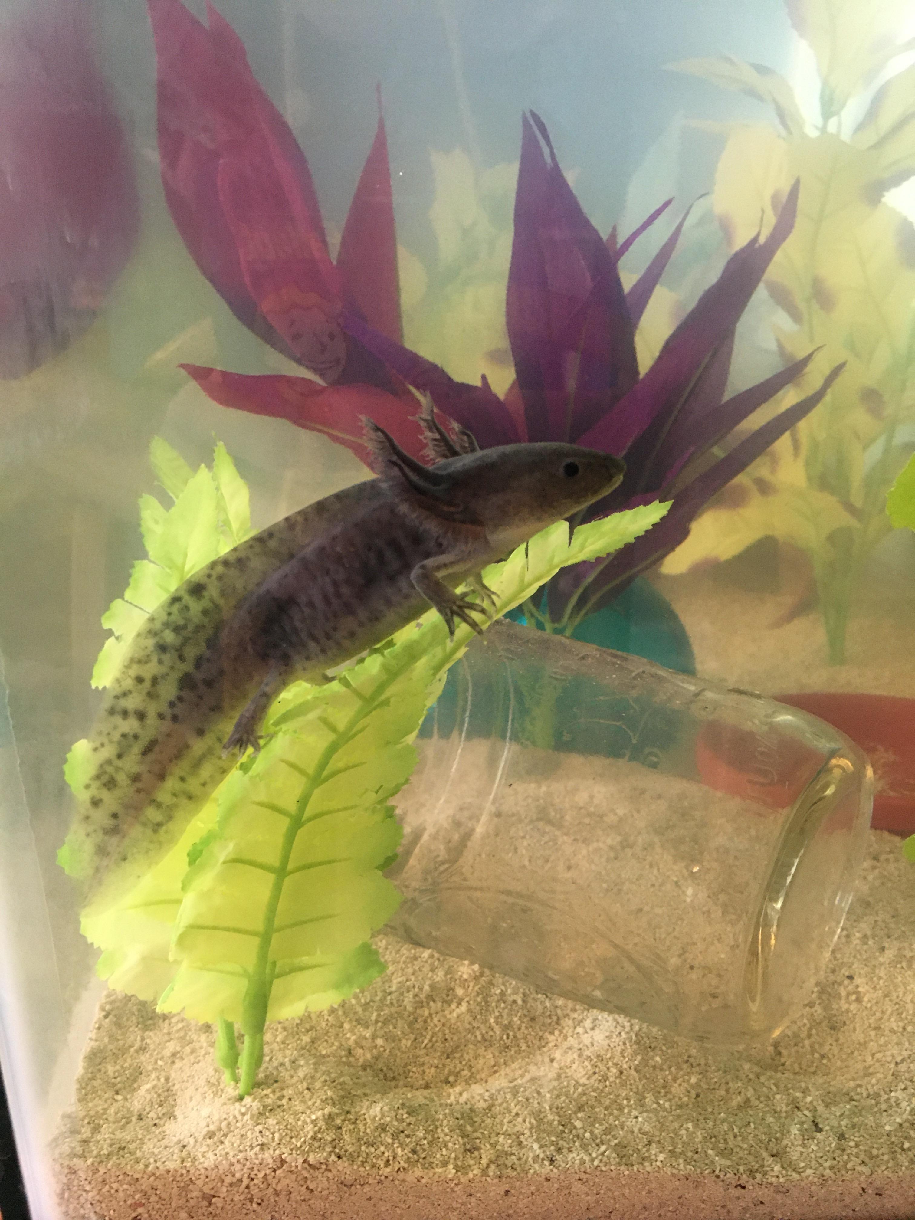 My Axolotl Loves His New Plants r/aww