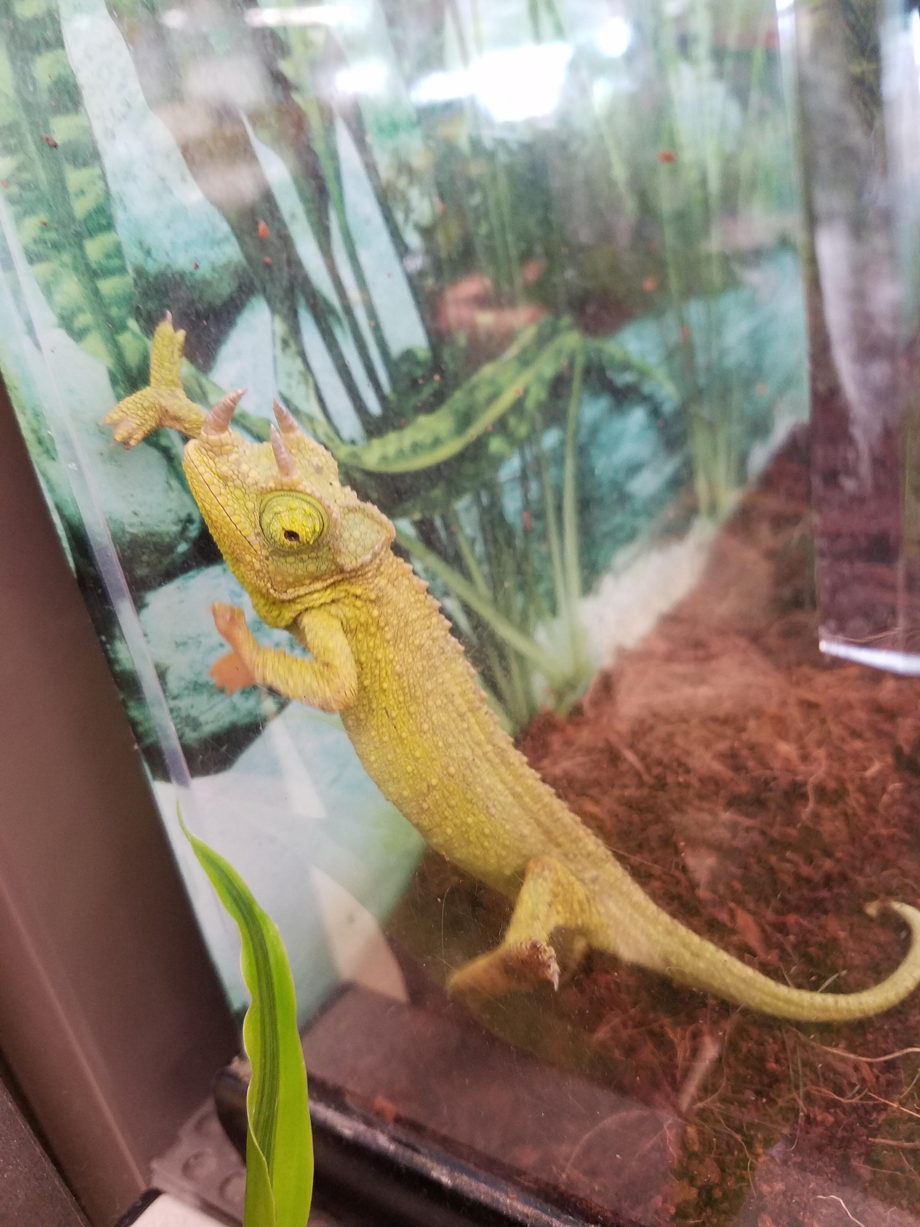 Local chain pet store's Jackson's looks pretty healthy. Decent price at 140 too. r/Chameleons