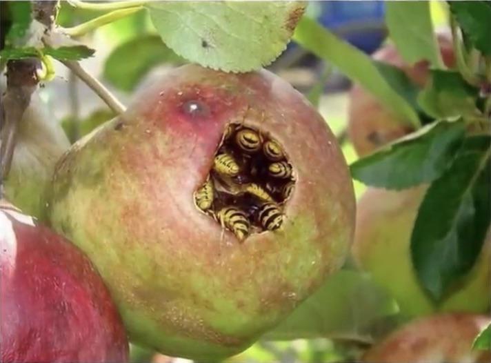 Apple flavored bees (apple bees) r/WeEatBees