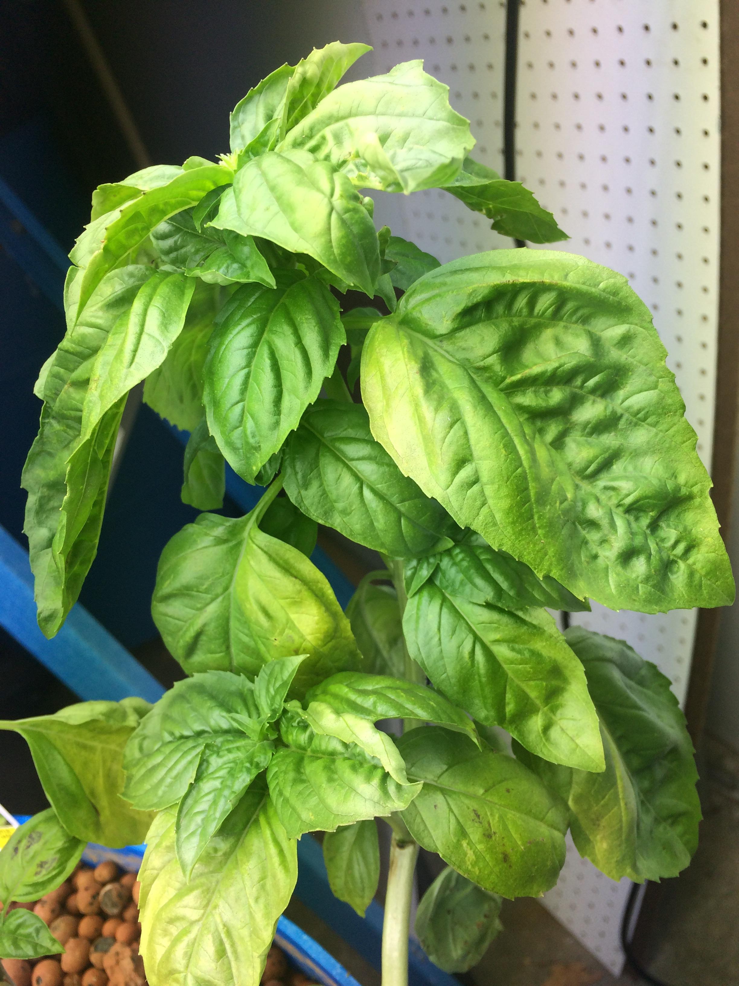 Basil yellowing and I don't know why... r/aquaponics