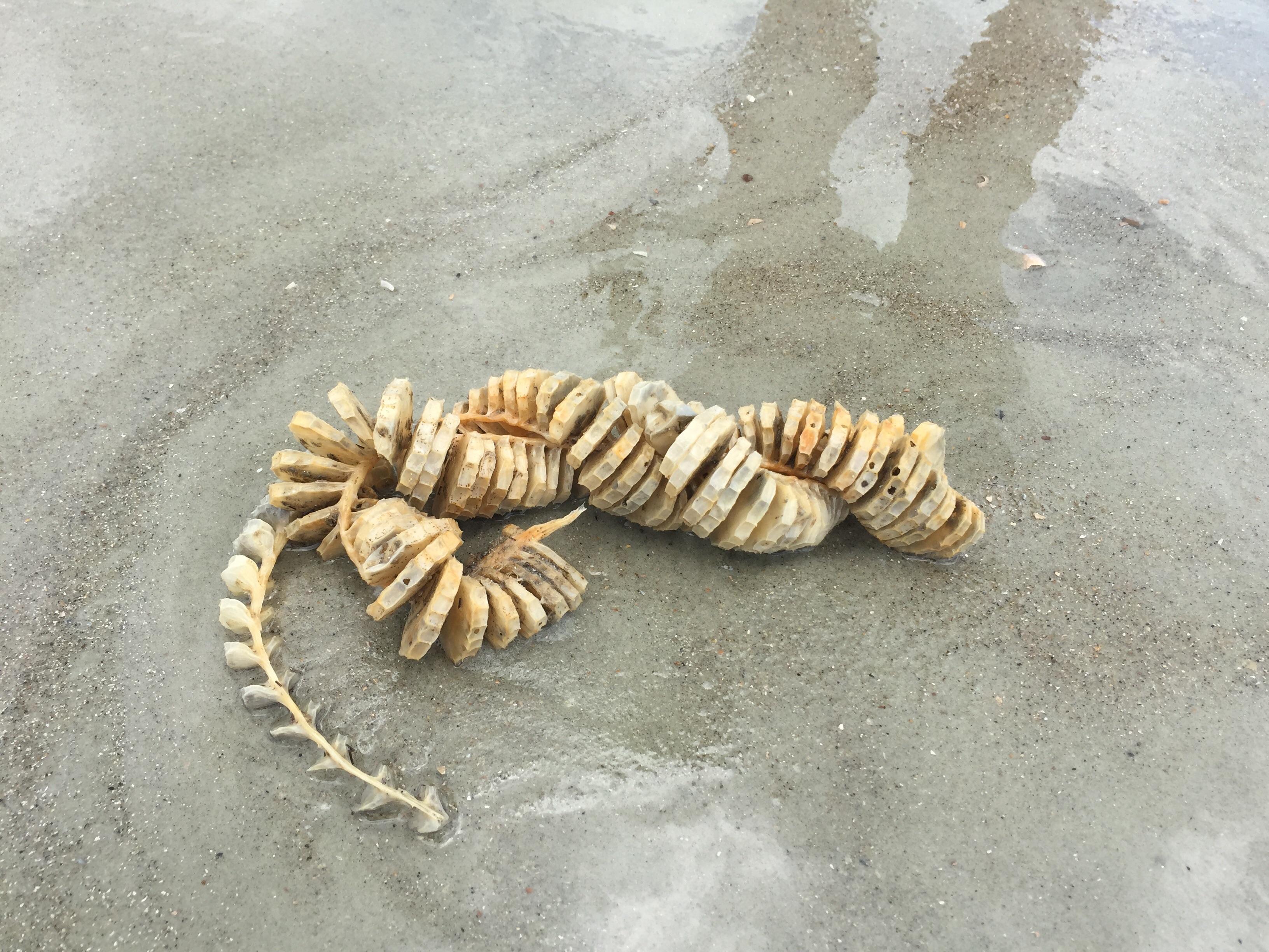 What is this thing we found on Tybee Island? r/whatisthisthing