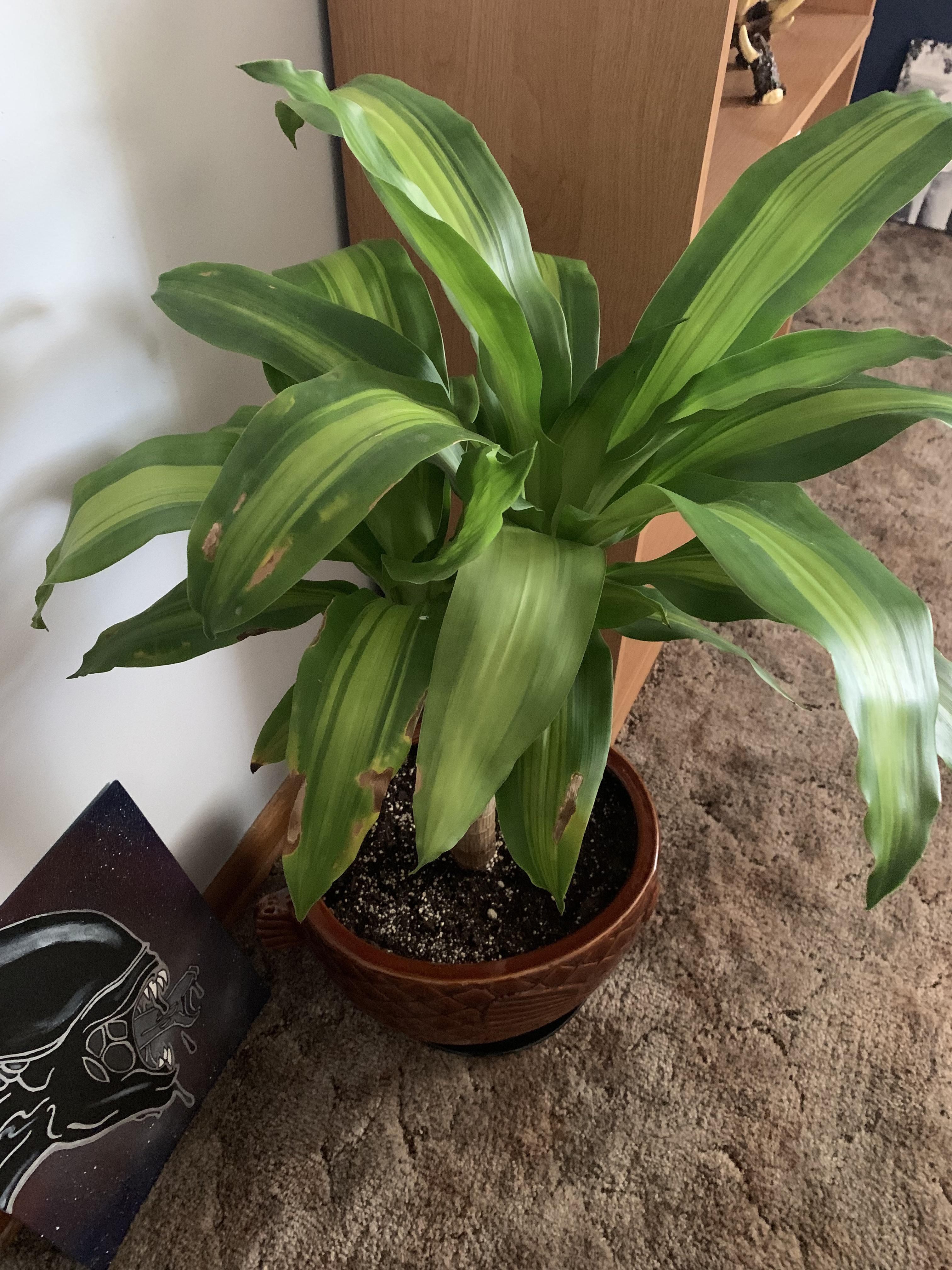 Mass Cane? Yellowing and brown spots.. r/plantclinic