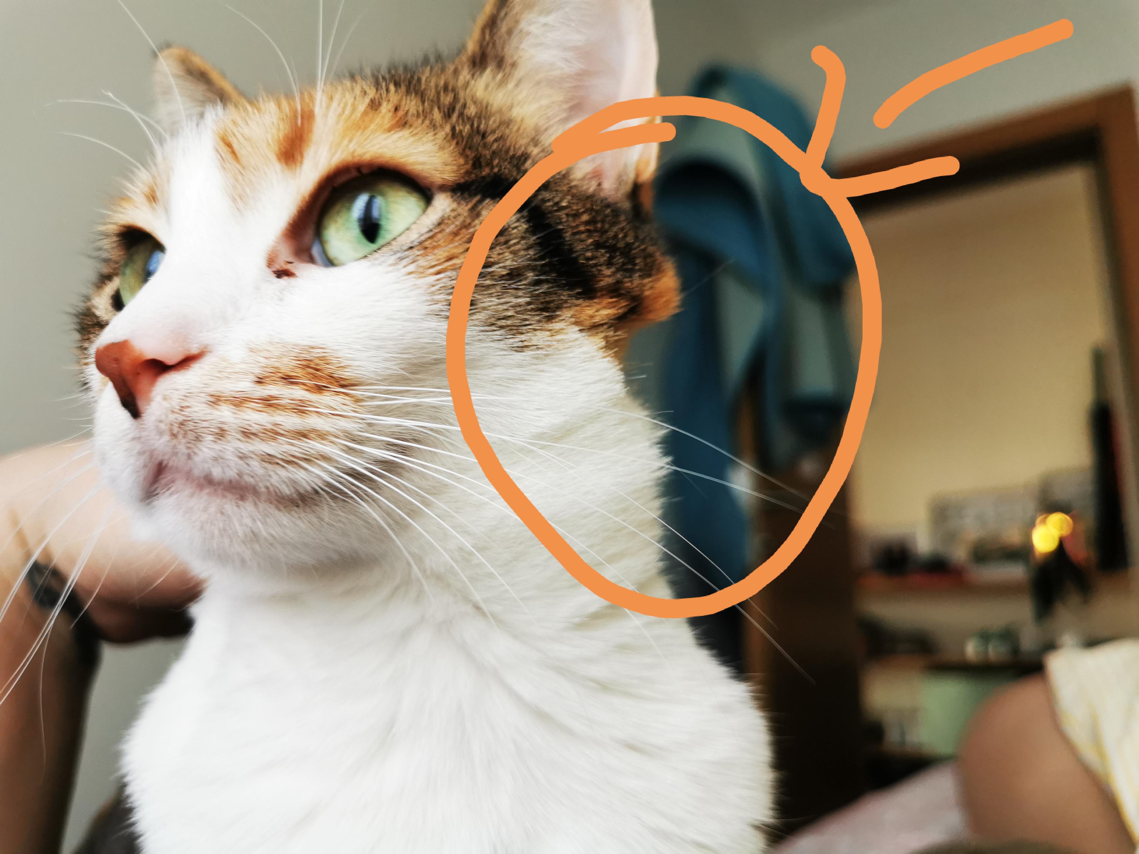 That one time I tried to cut my cat's hair, but she kept moving so now