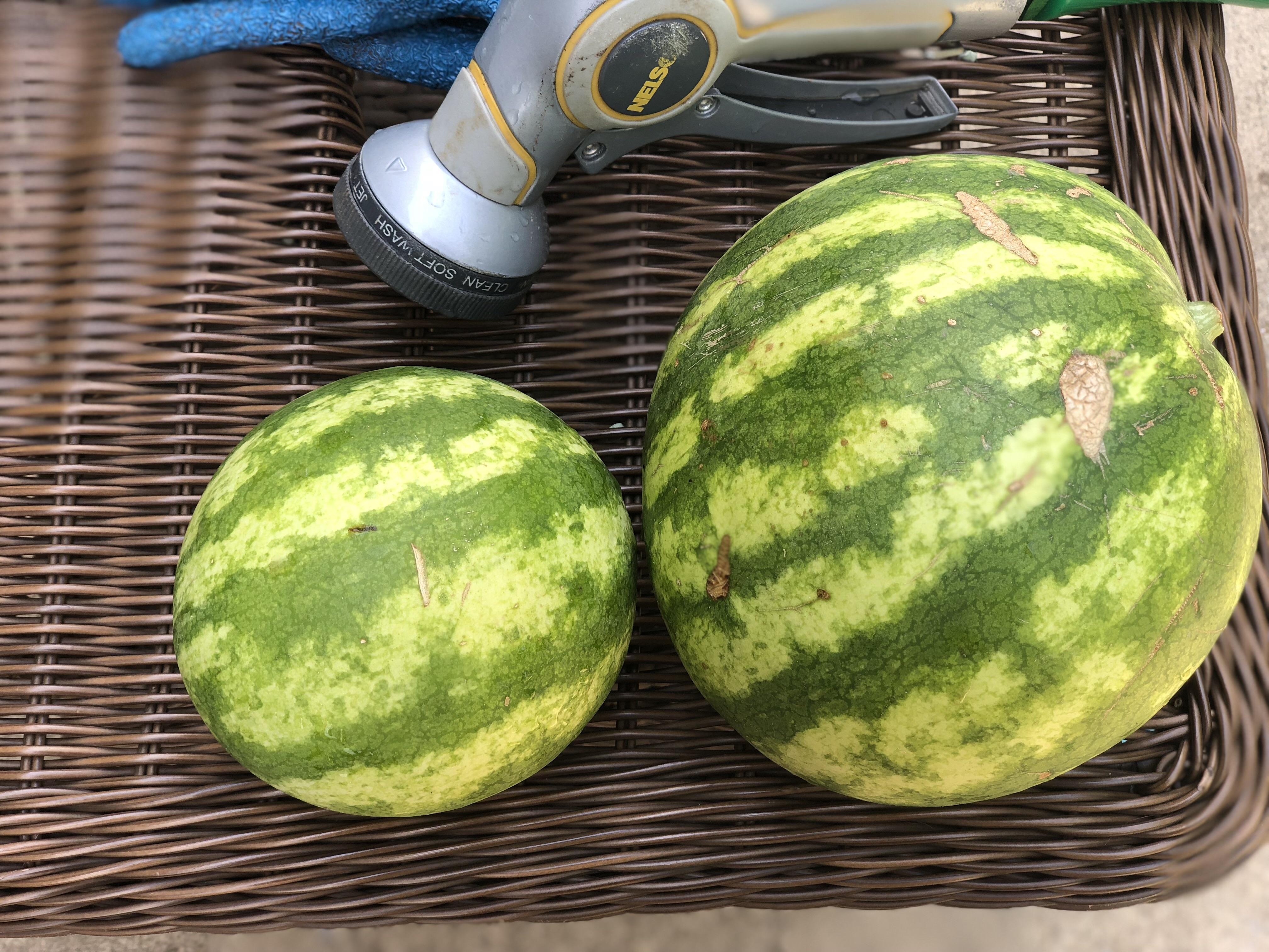 After an obvious incident with our Watermelon loving dogs, our first two watermelons were ready