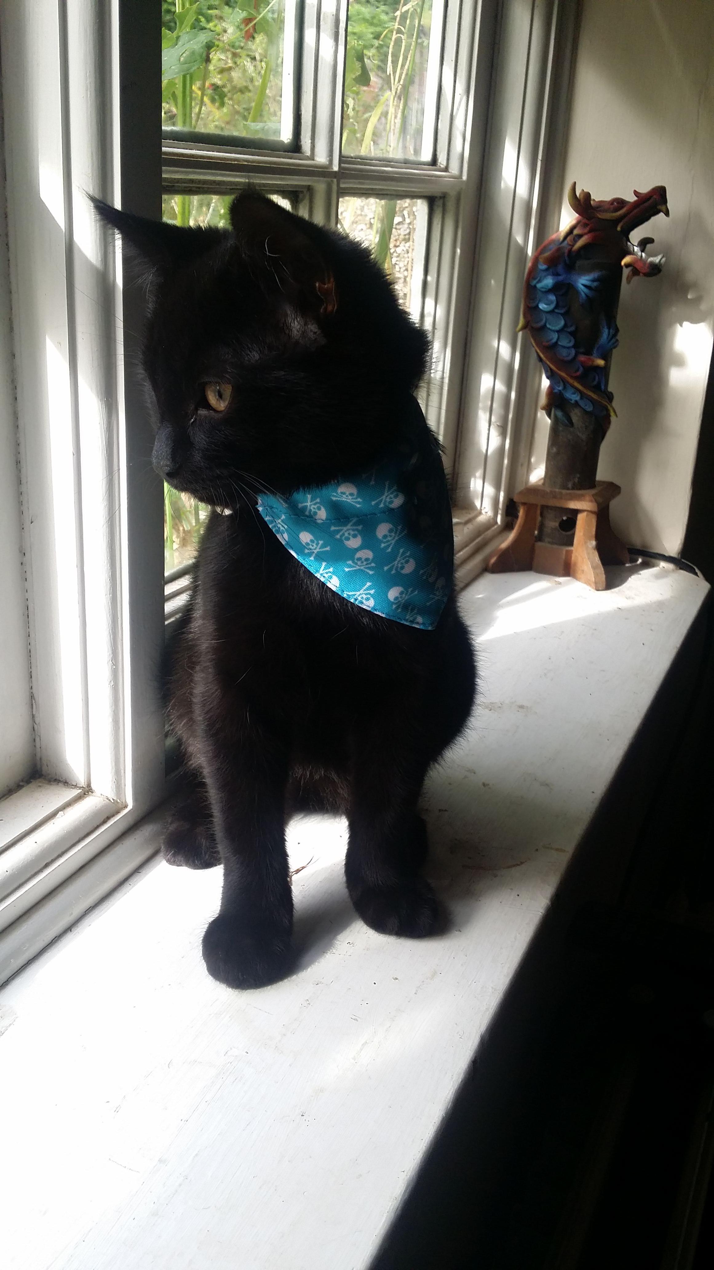 How do I stop the morning meowing? pic related, my kitten who won't