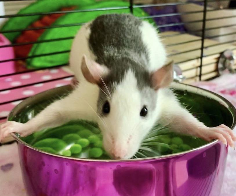 Brock’s first attempt at pea fishing when he was a baby 😆 r/RATS