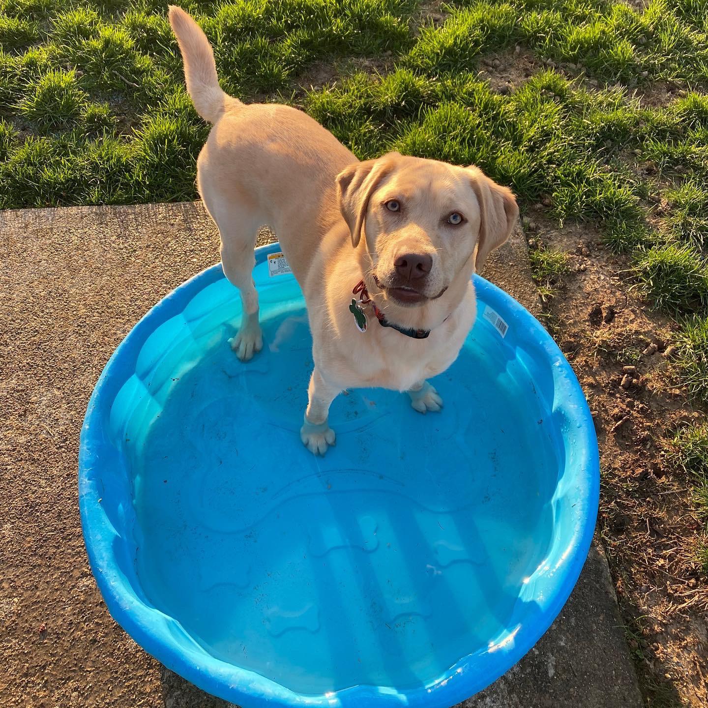 What Is A Champagne Labrador / Akc Dilute Labrador Retrievers Akc