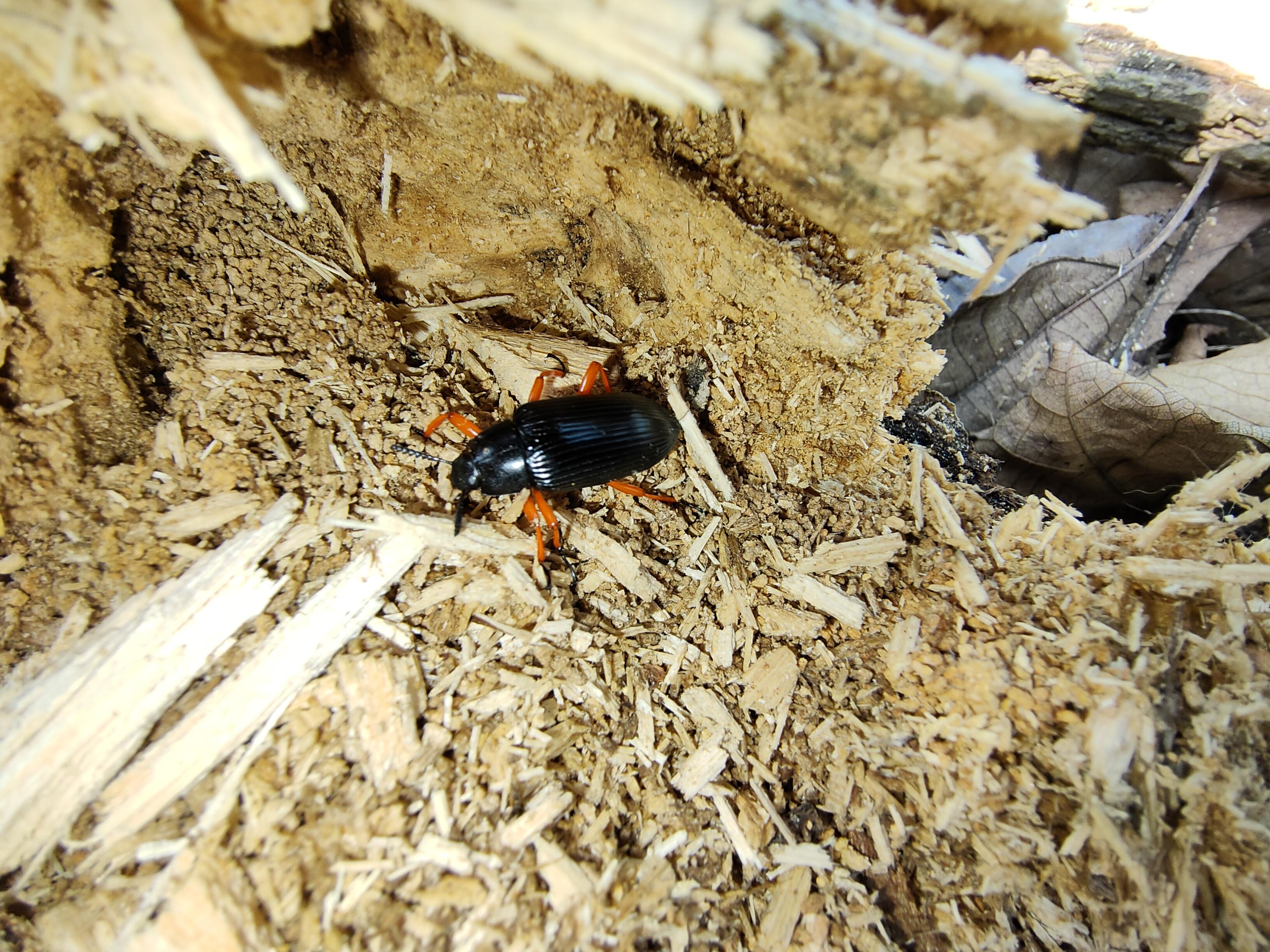 Darkling beetle with red legs? Size just under 1 inch. Found in rotting