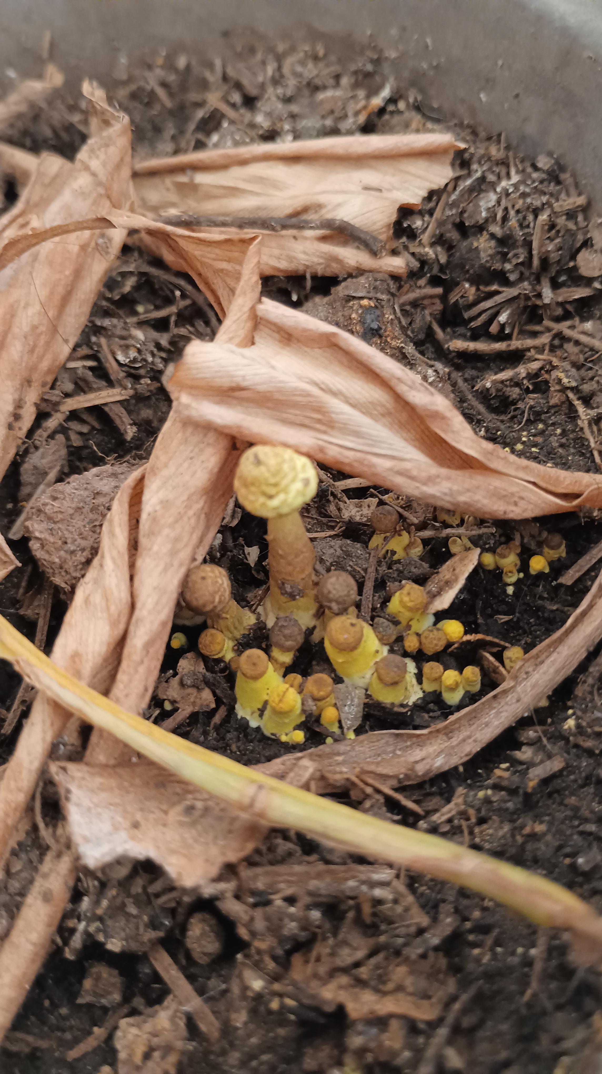 Is this a fungus? I found it growing near another plant. Is it
