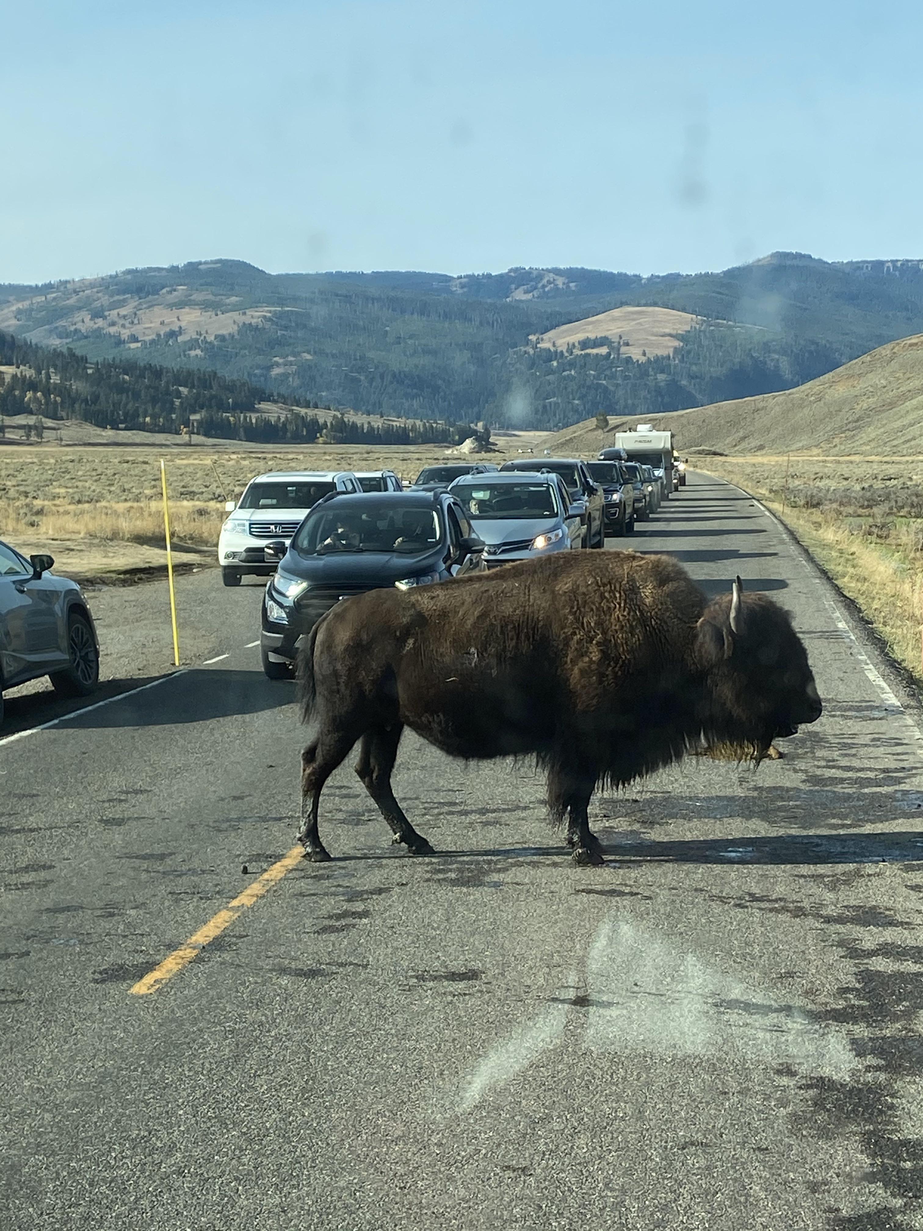 🔥 Bison holding up traffic r/NatureIsFuckingLit