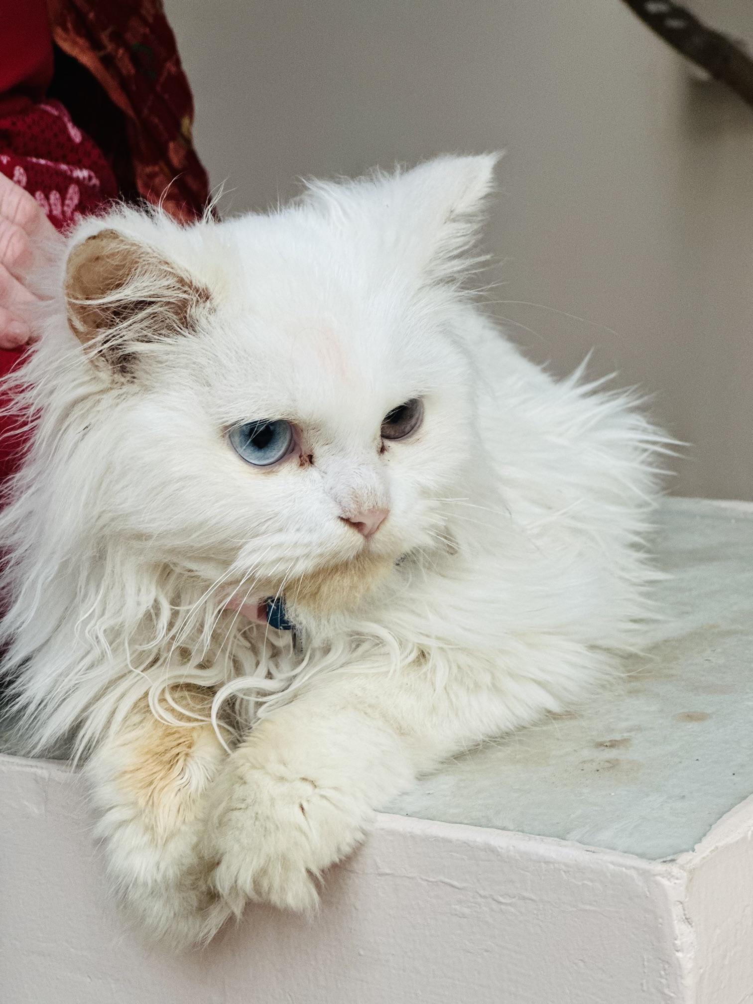 My Male Cat Starts Eating mouse and lizards what should i do???? His