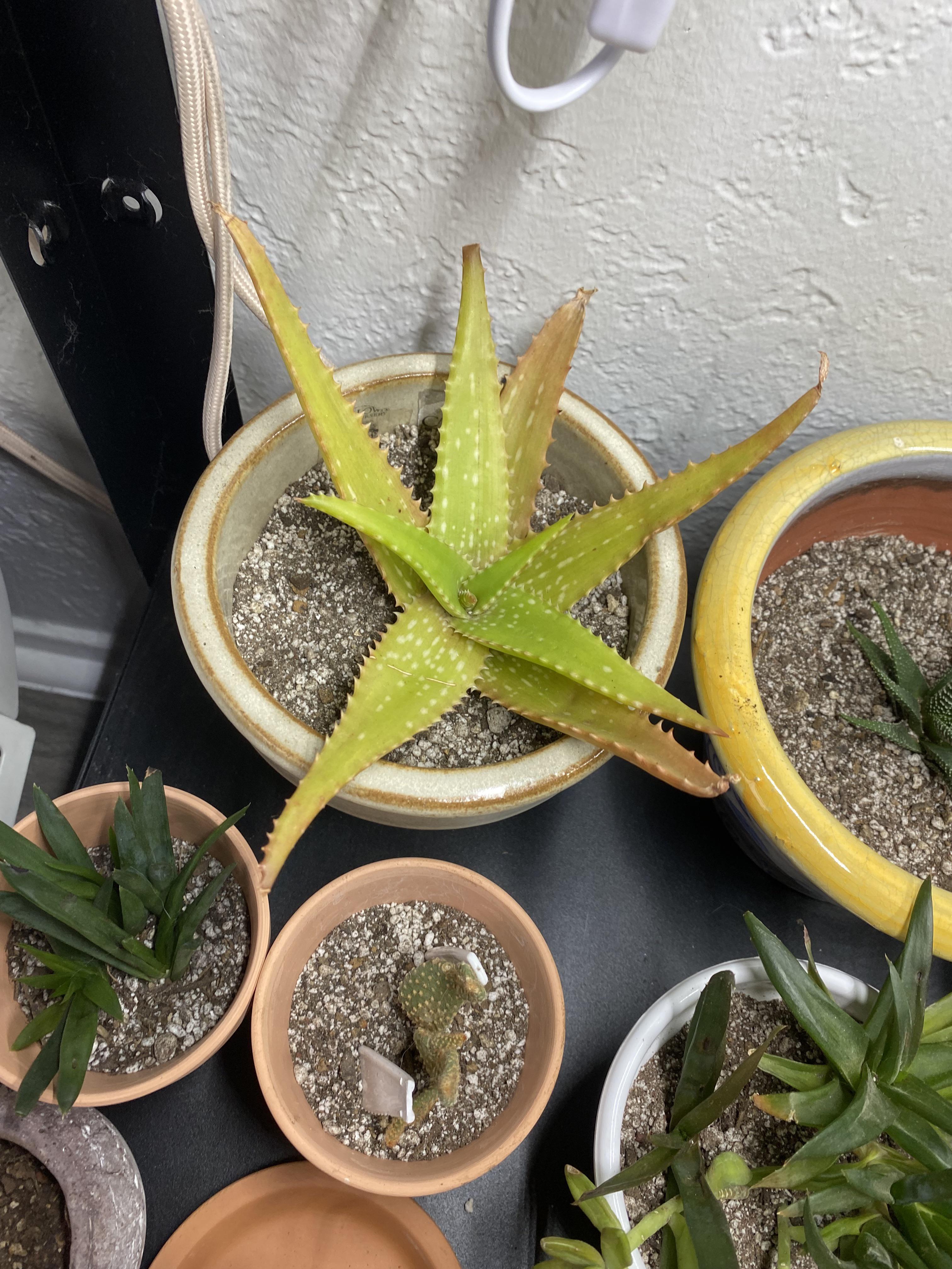 Do y’all think my soil has too much perlite? I did a 50/50 mix with