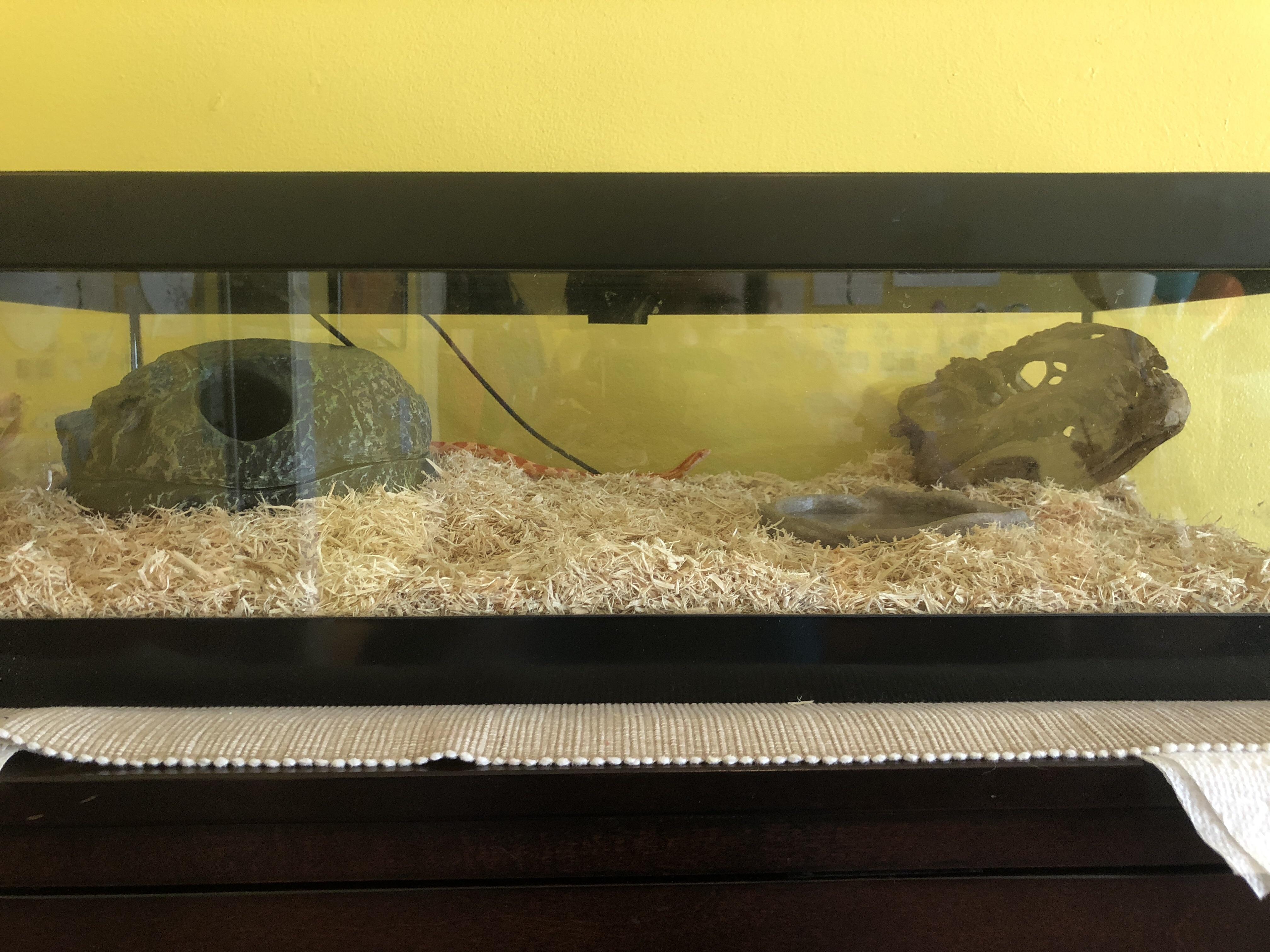My corn snake Vivarium, what else should I add? r/snakes