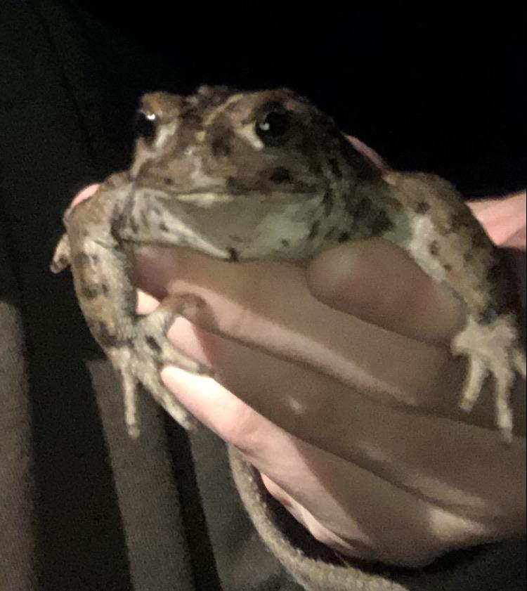 Caught a frog today, and he handled it very well, 10/10 would catch