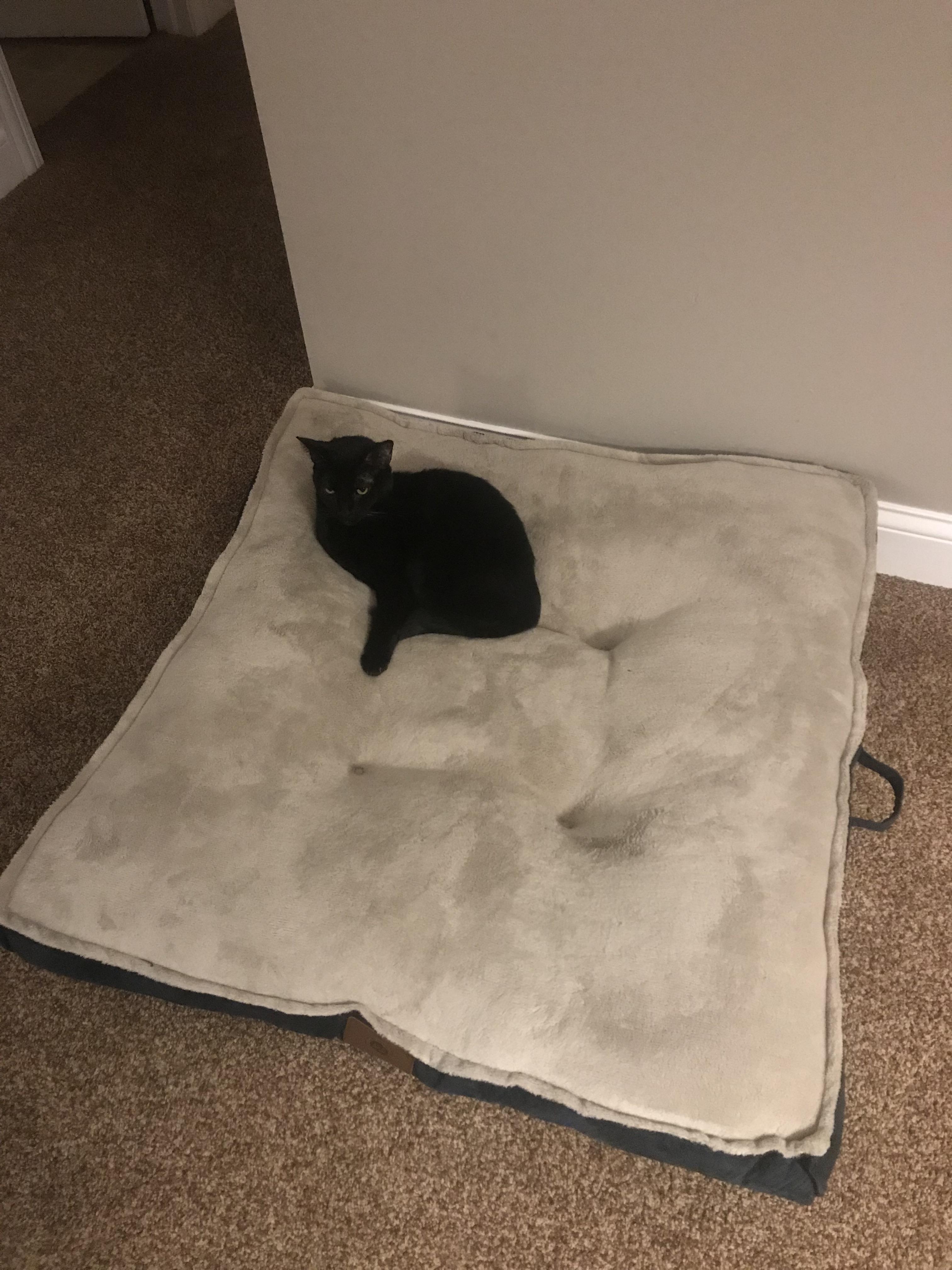 Bought our arthritic dog a nice bed r/stolendogbeds