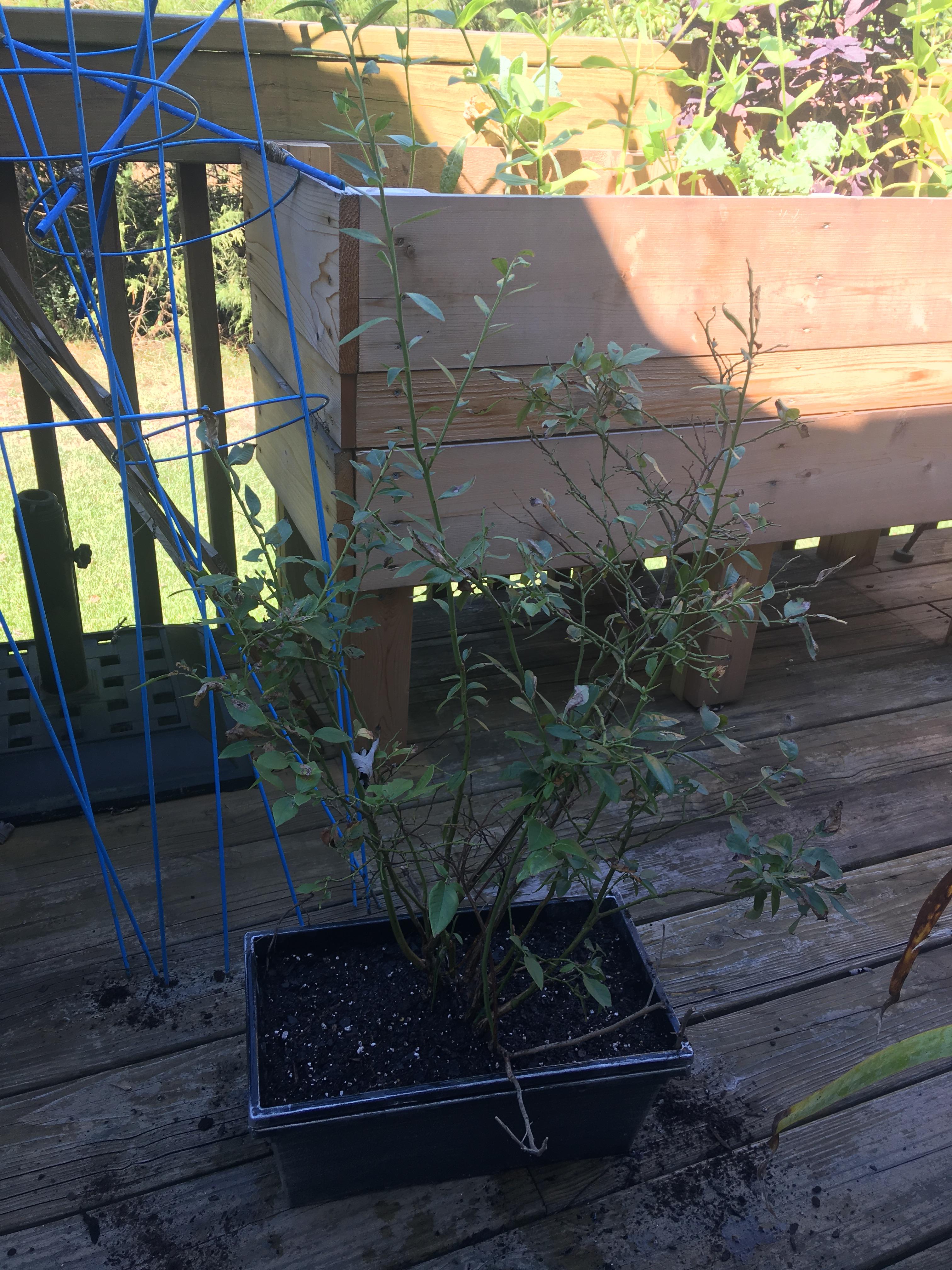 Attempting to save this top hat blueberry after years of neglect in a